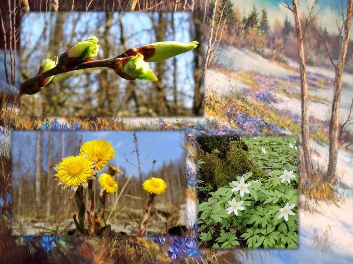 Сезонные изменения в жизни организмов весной. Весенние явления природы. Весеннее Пробуждение природы. Апрель природа. Природа весной.