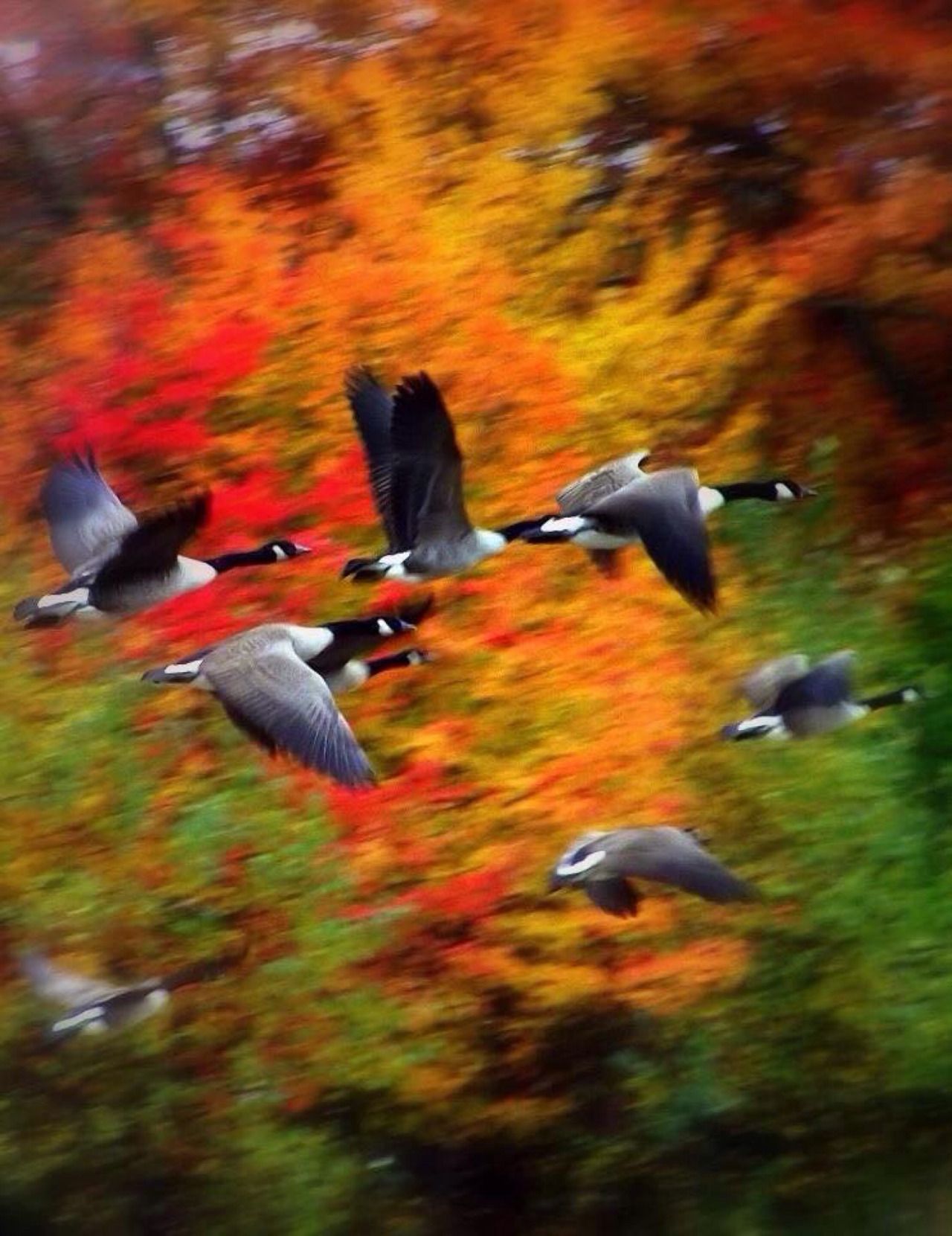 фото перелетных птиц осенью