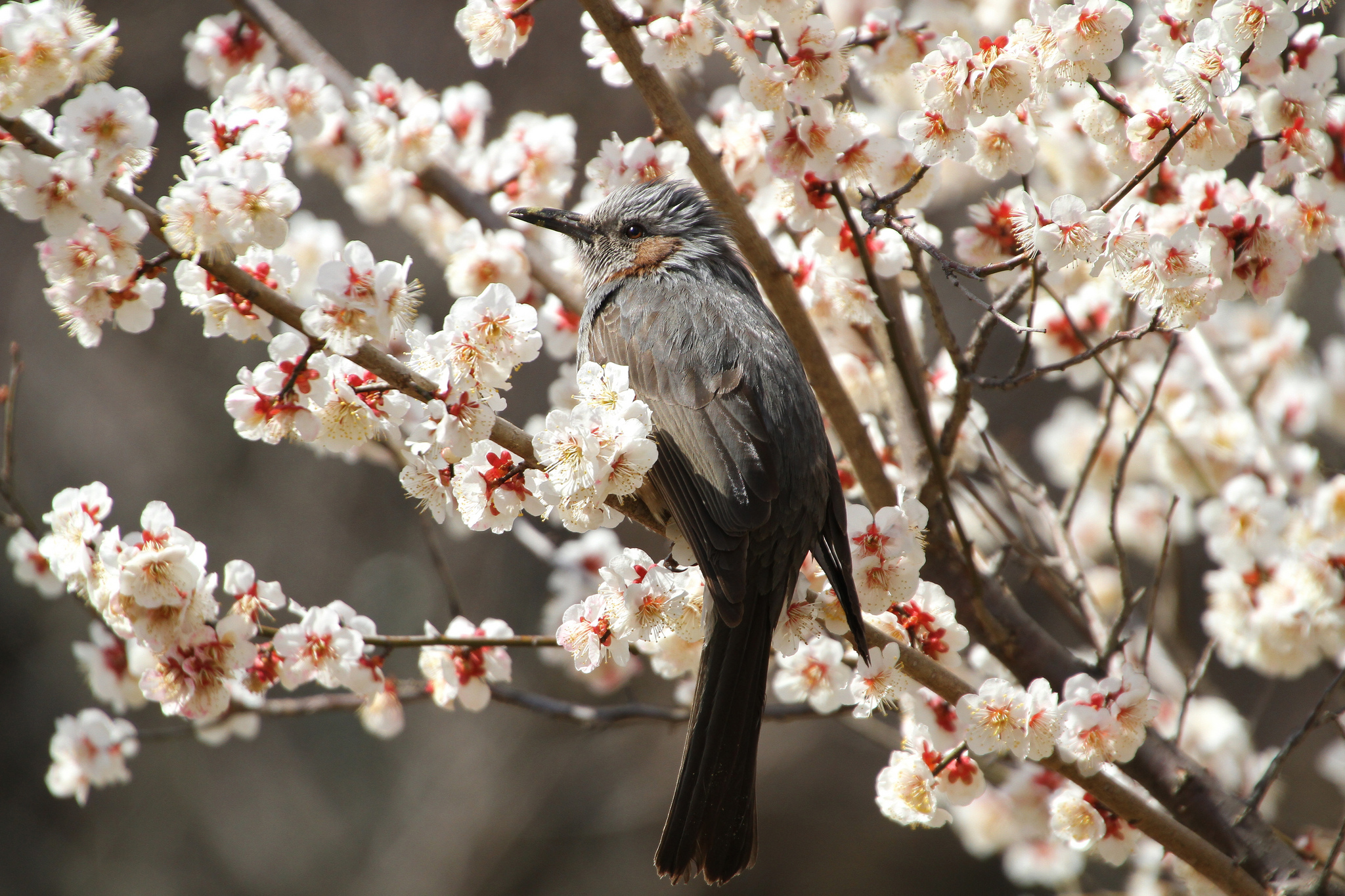 Птицы поздней весной. Весенние птички. Цветущие деревья и птицы. Птицы весной.
