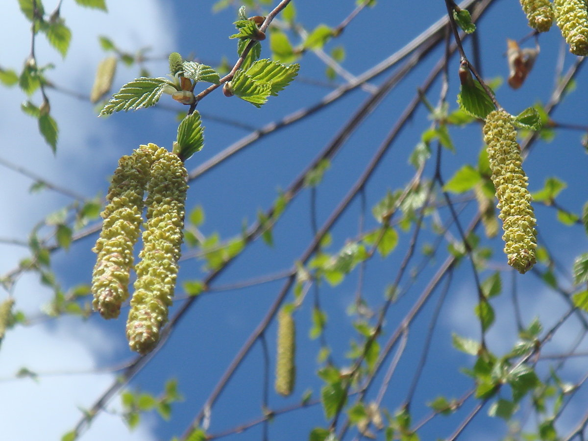 Какие березы весной. Лиственница повислая. Ива с сережками. Дерево Березка с сережками. Плоды березы сережки.