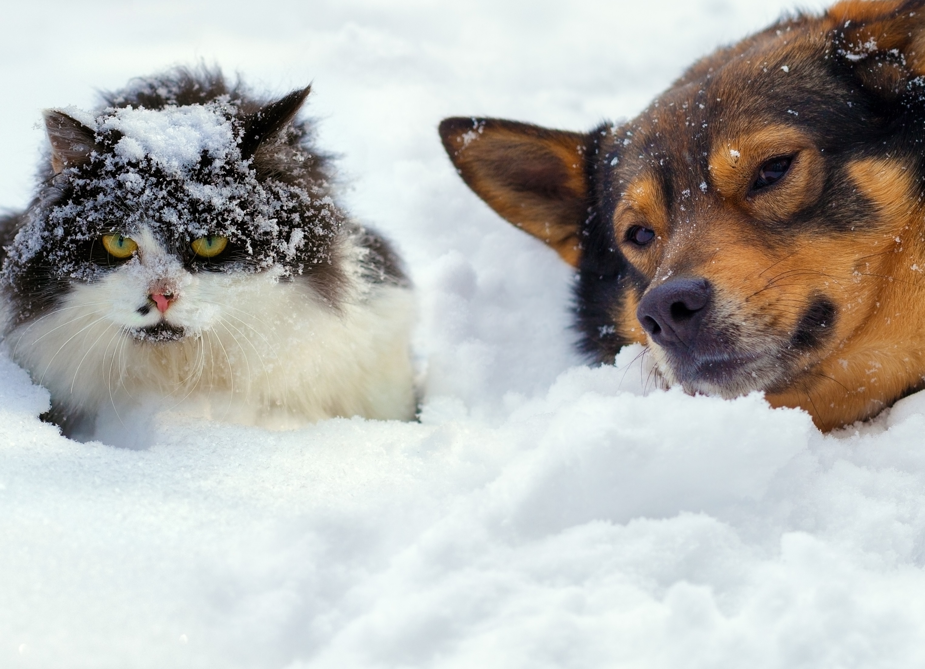 Снег голодный. Собака зимой. Кошка и собака зимой. Бездомные животные зимой. Собака в снегу.