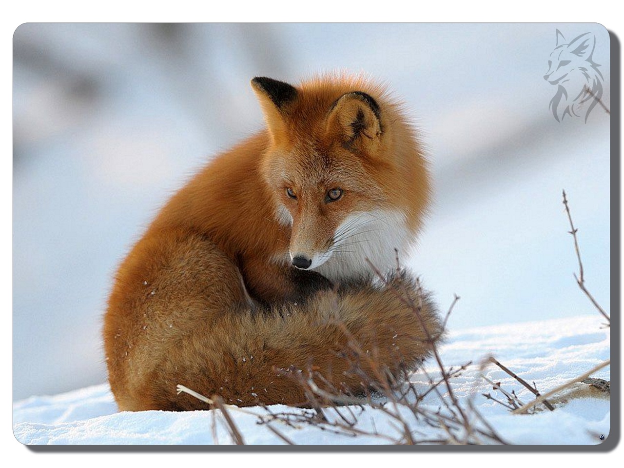 Fox di. Лиса Шпиленок. Лисы зимой. Лиса весной. Рыжая лиса.