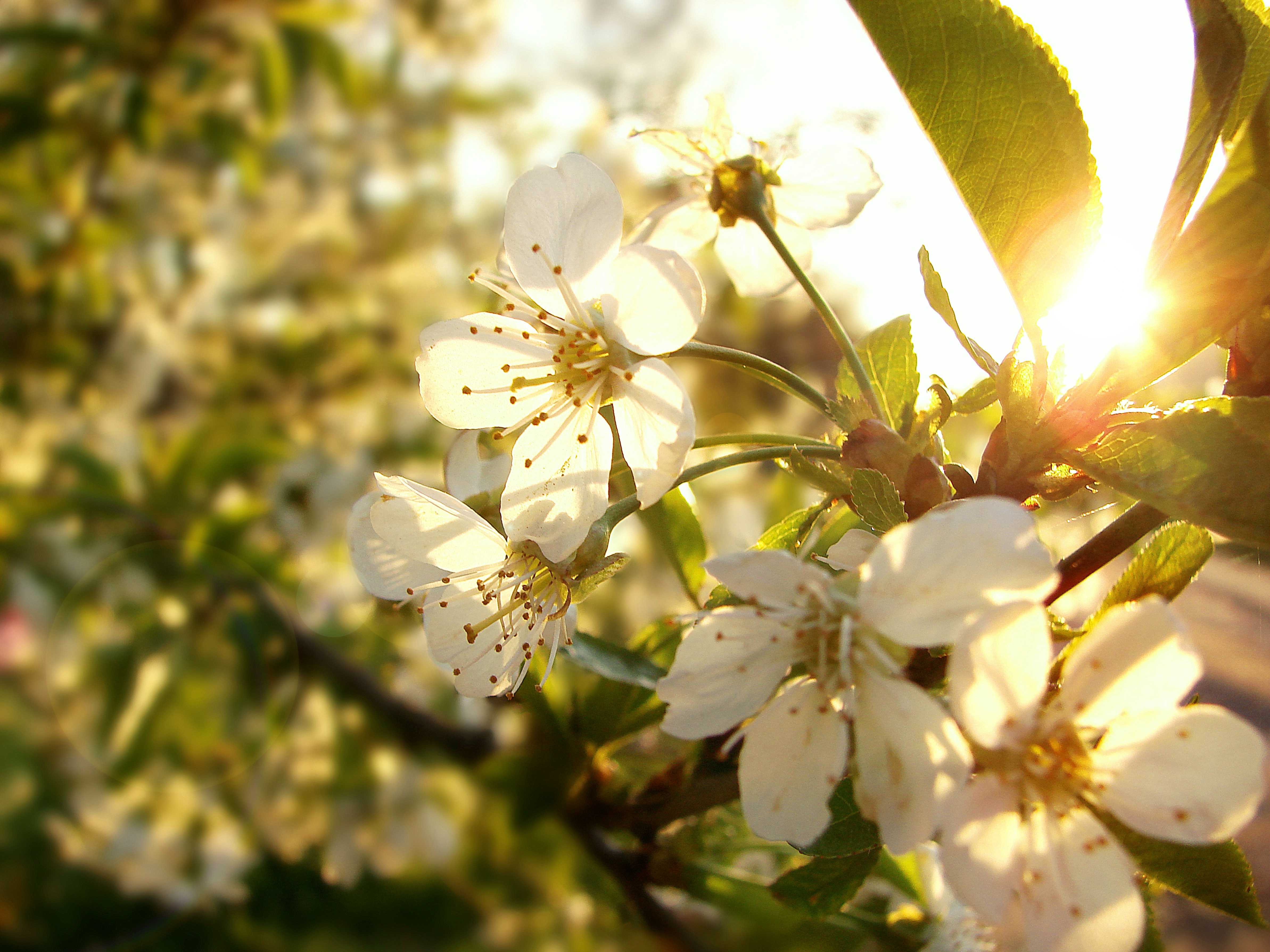 Весенние теплые яркие солнца. Яблони в цвету.