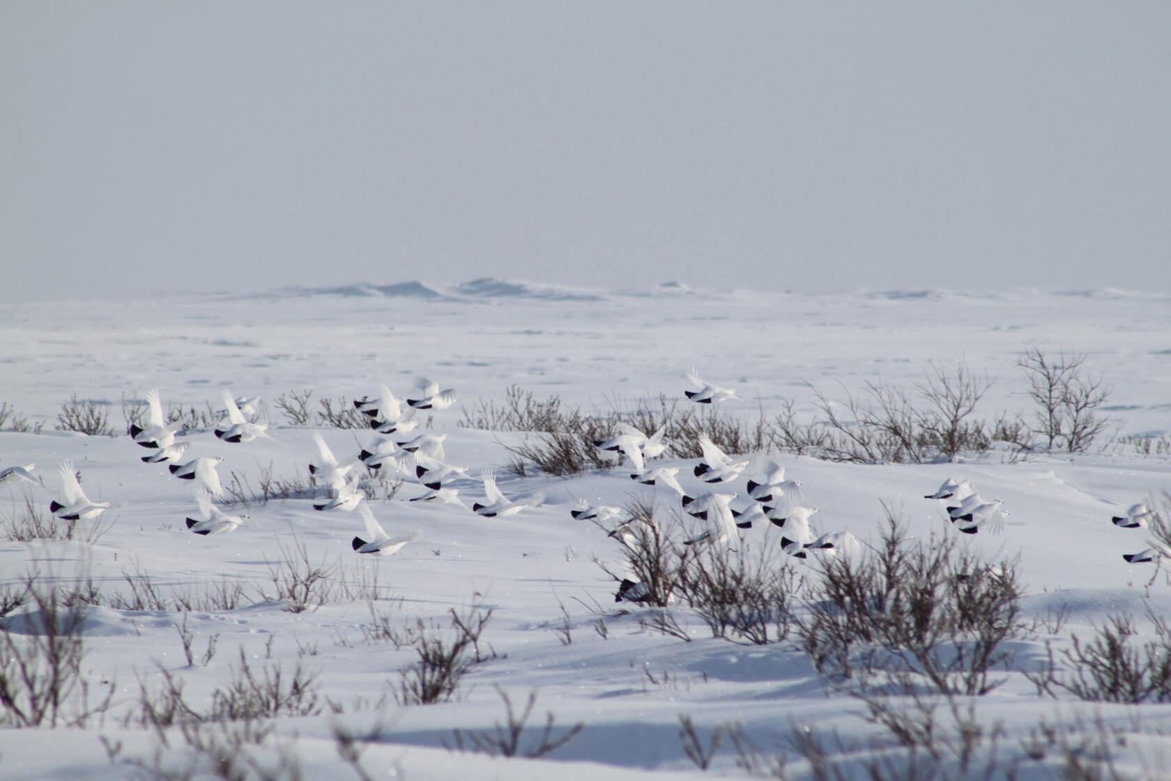 В тундре много снега. Белая куропатка в Арктике. Ненецкий заповедник тундра. Куропатка в тундре. Белая куропатка в тундре.
