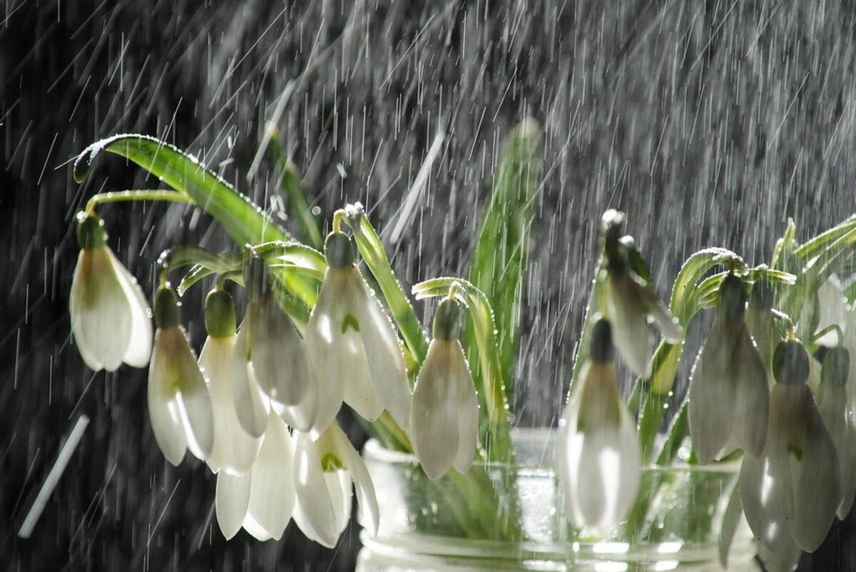Дождливый Весенний День