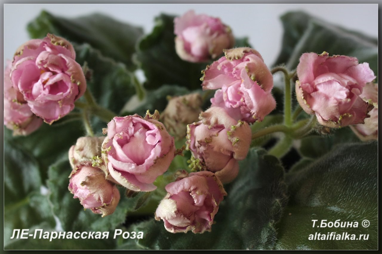фото фиалки розовые розы