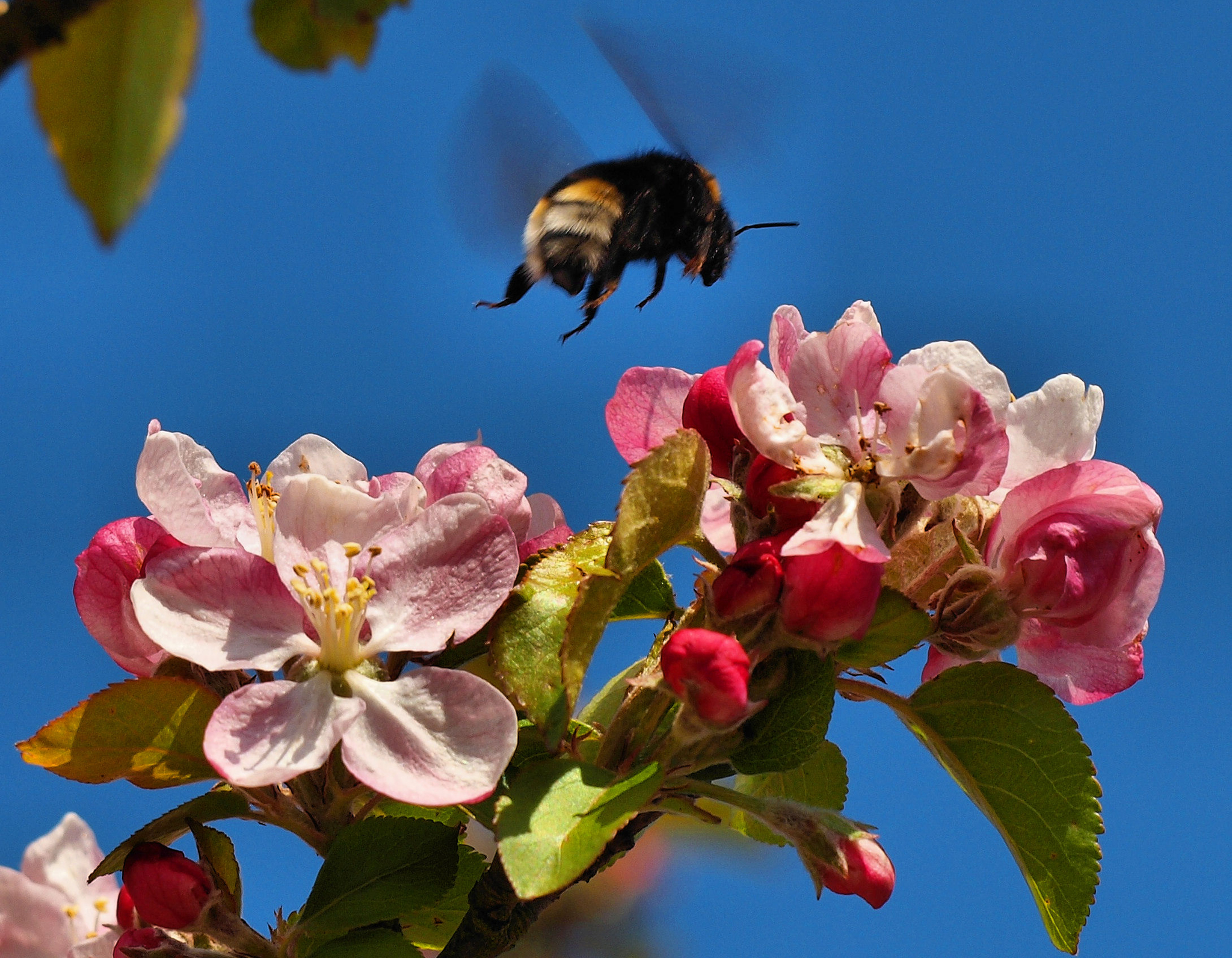 Какие отношения между яблоней и домашней пчелой. Шмель опыляет яблоню. Шмель опыляет цветы. Опыление яблони пчелами. Шмель на цветке яблони.