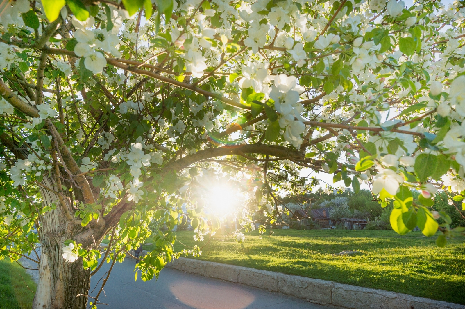 Музыка цветущего сада. Екатерининский парк яблони. Яблоневый сад в цвету. Цветущая яблоня в городе. Яблоня в саду.