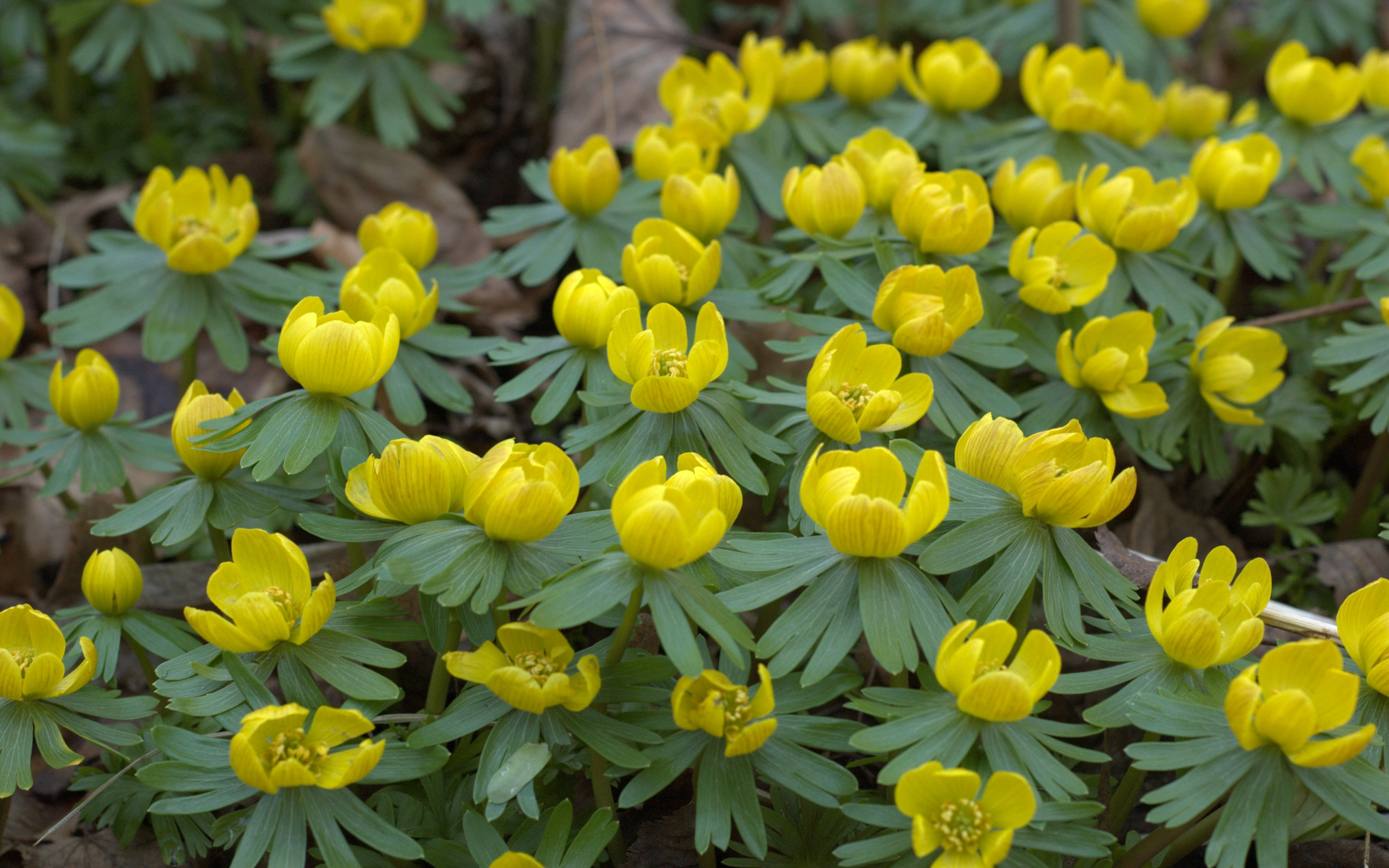 Маленькие Желтые Цветочки Весной