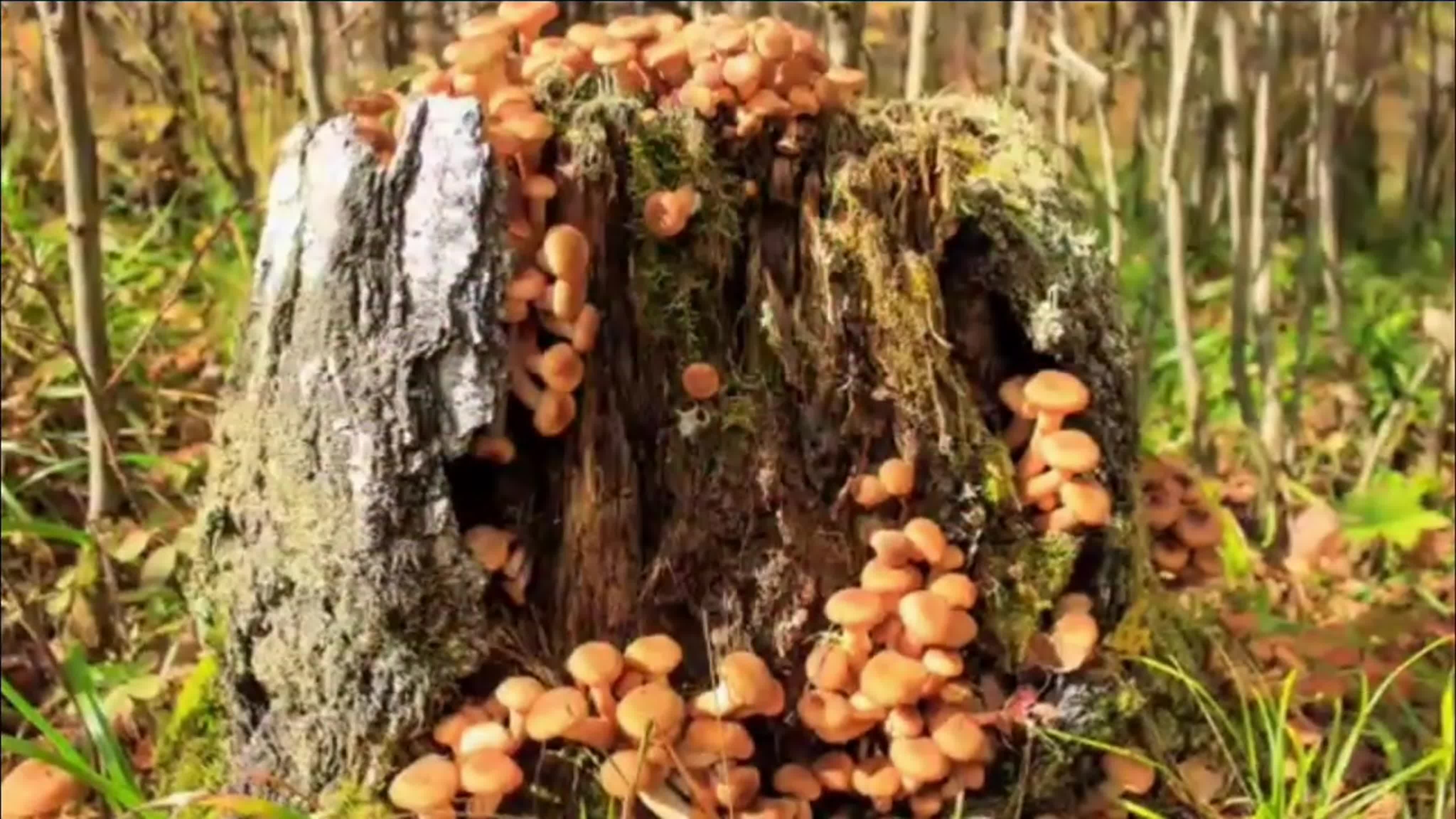 грибы опята на дереве фото