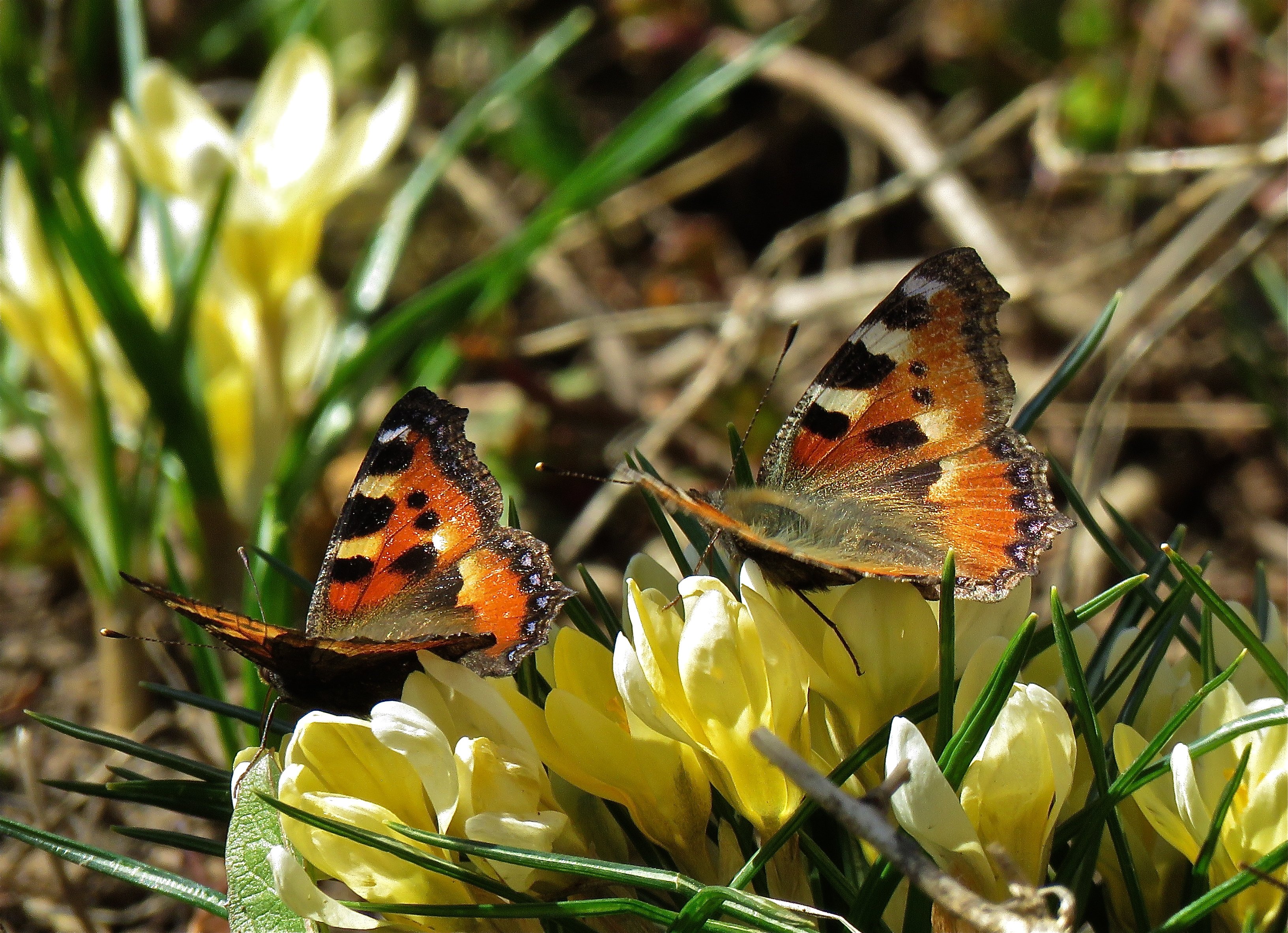 Первая бабочка весной фото. Весенние бабочки. Первые бабочки. Первые бабочки весной. Бабочка ранней весной.
