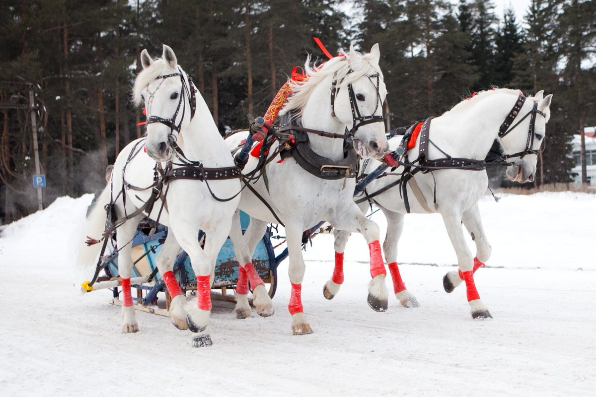 Зимняя тройка лошадей (58 фото) .