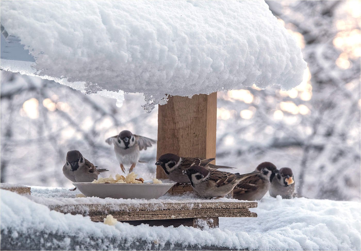 парк птиц зимой