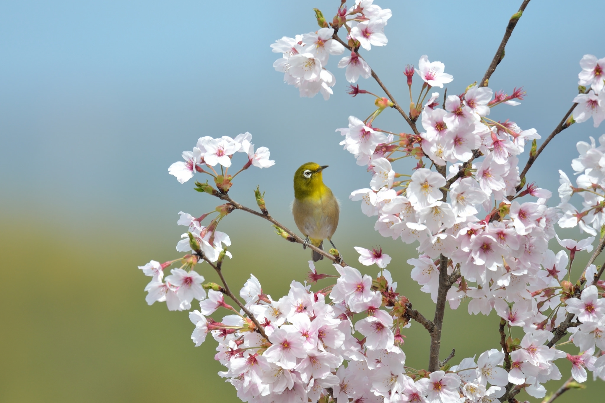 Птицы поздней весной. Японская белоглазка на Сакуре. Весенние птички. Природа весной.