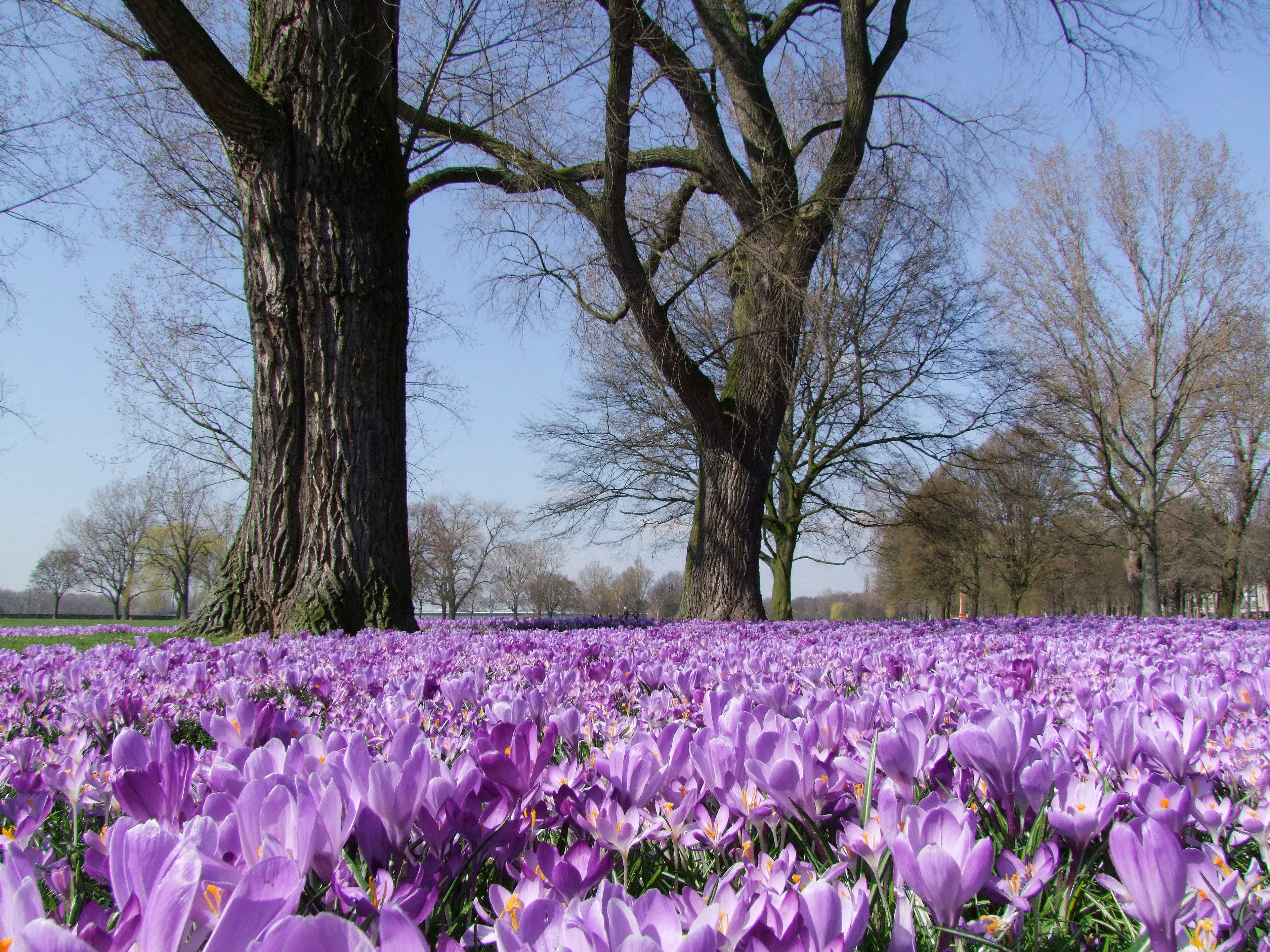 Картинки красивые весенние 2024 года. Krokus Park. Весенние цветы.