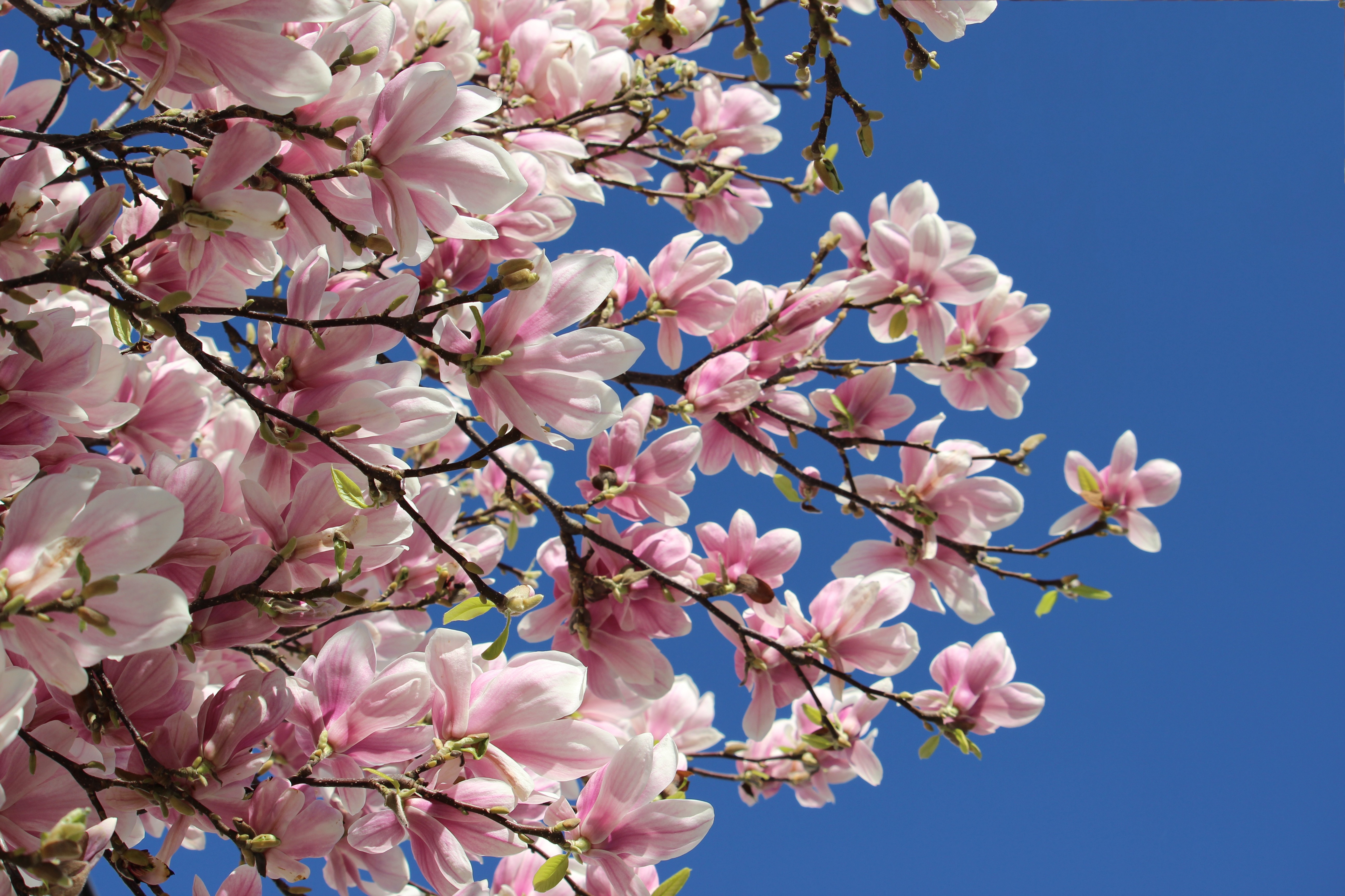 Какое дерево зацветает первым весной. Магнолия и Сакура. Цветение магнолии. Магнолия дерево цветение. Магнолия розовая дерево.