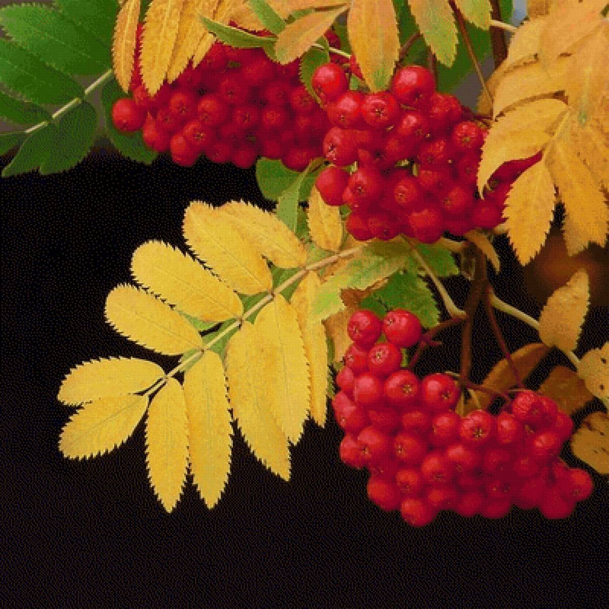 рябина фото листьев и ягод