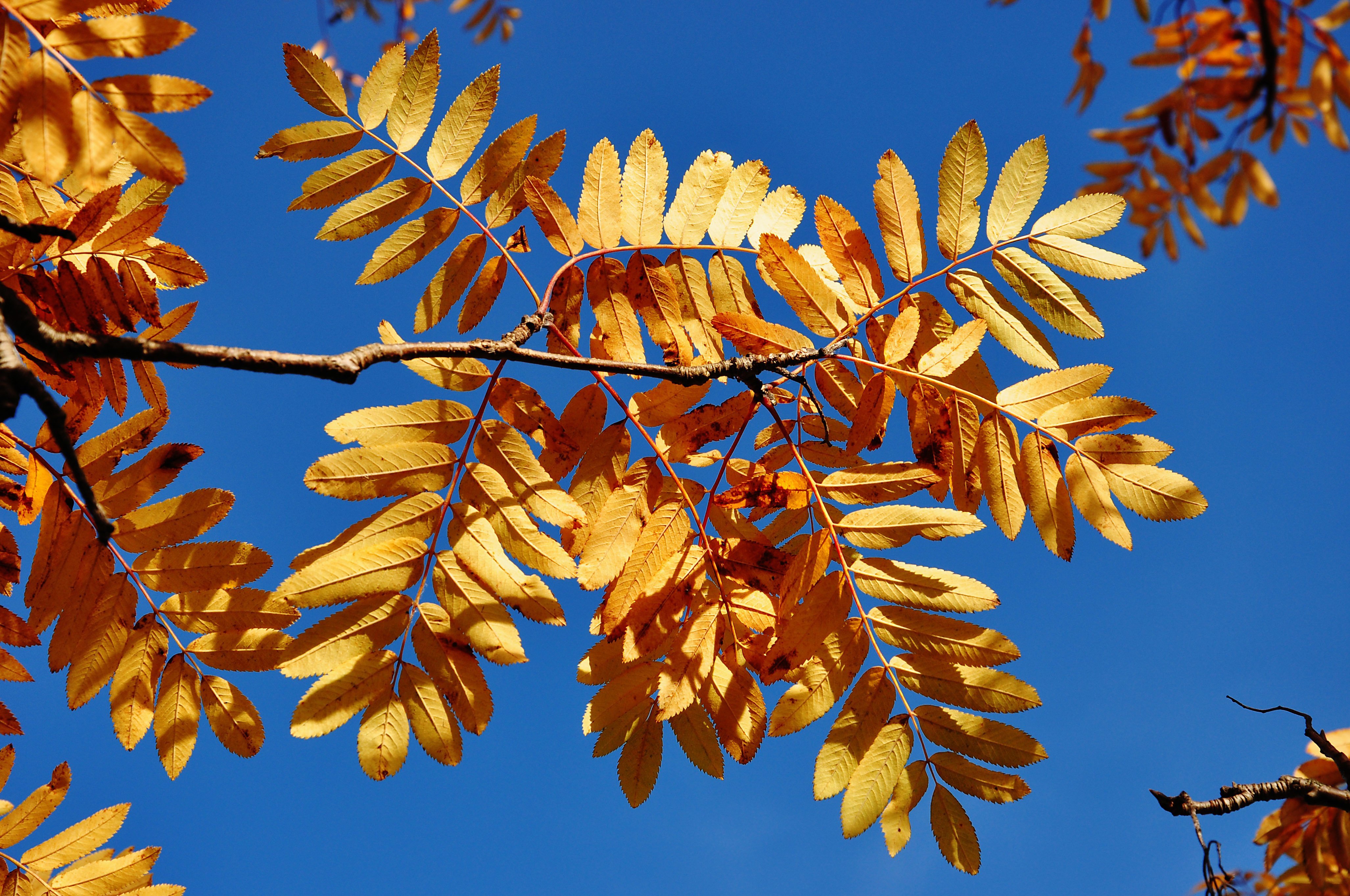листья акации фото осенью