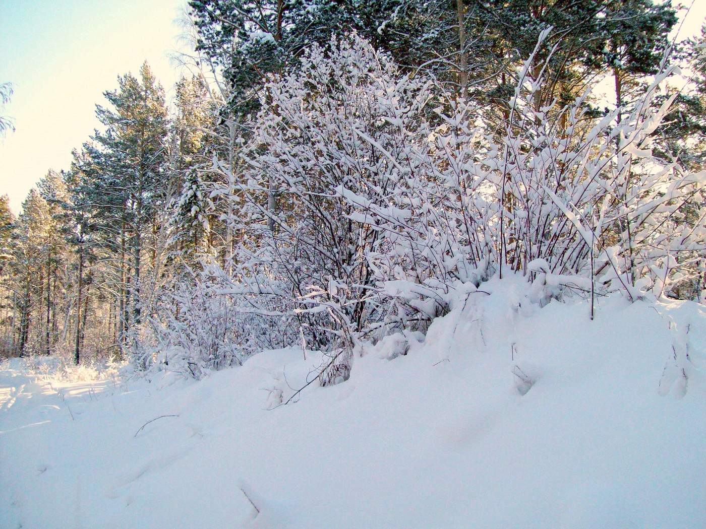 Погода зиме иркутской области на 10 дней. Зимний лес Иркутск. Иркутск зимой лес. Иркутская область зимой. Иркутск лес зима Мороз.