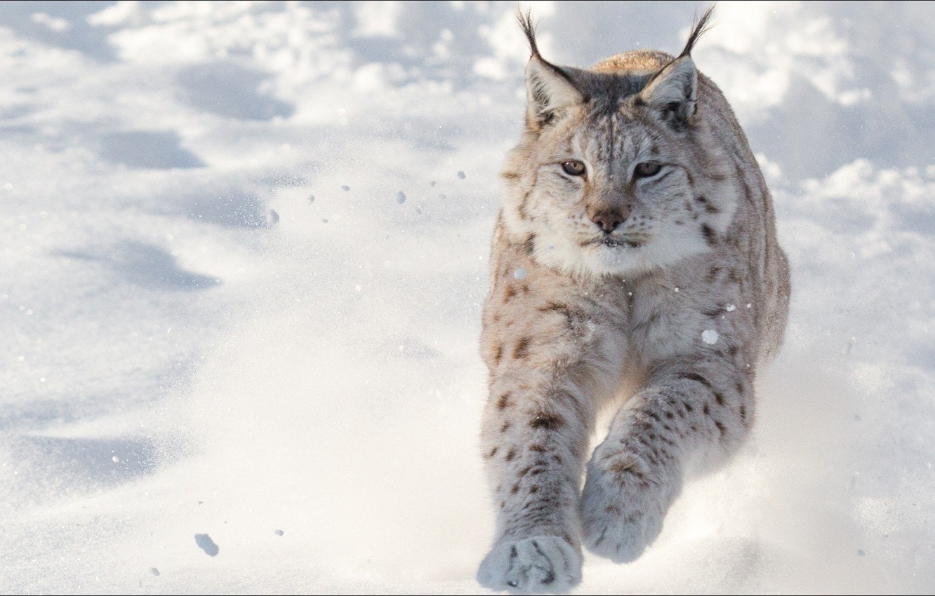Замена рыси. Рысь обыкновенная Lynx Lynx Linnaeus, 1758. Канадская Рысь Бобкэт. Обыкновенная Сибирская Рысь.