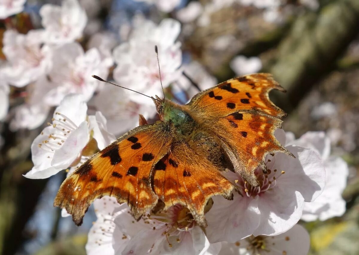 Бабочки весной картинки