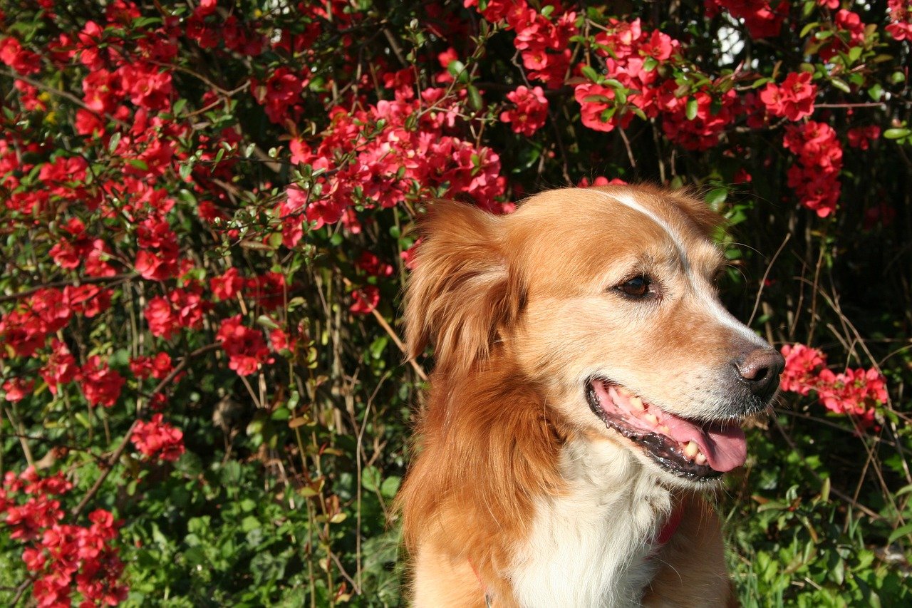 Собаки весной картинки. Собака славы мэрлоу порода. Рыжая собака.