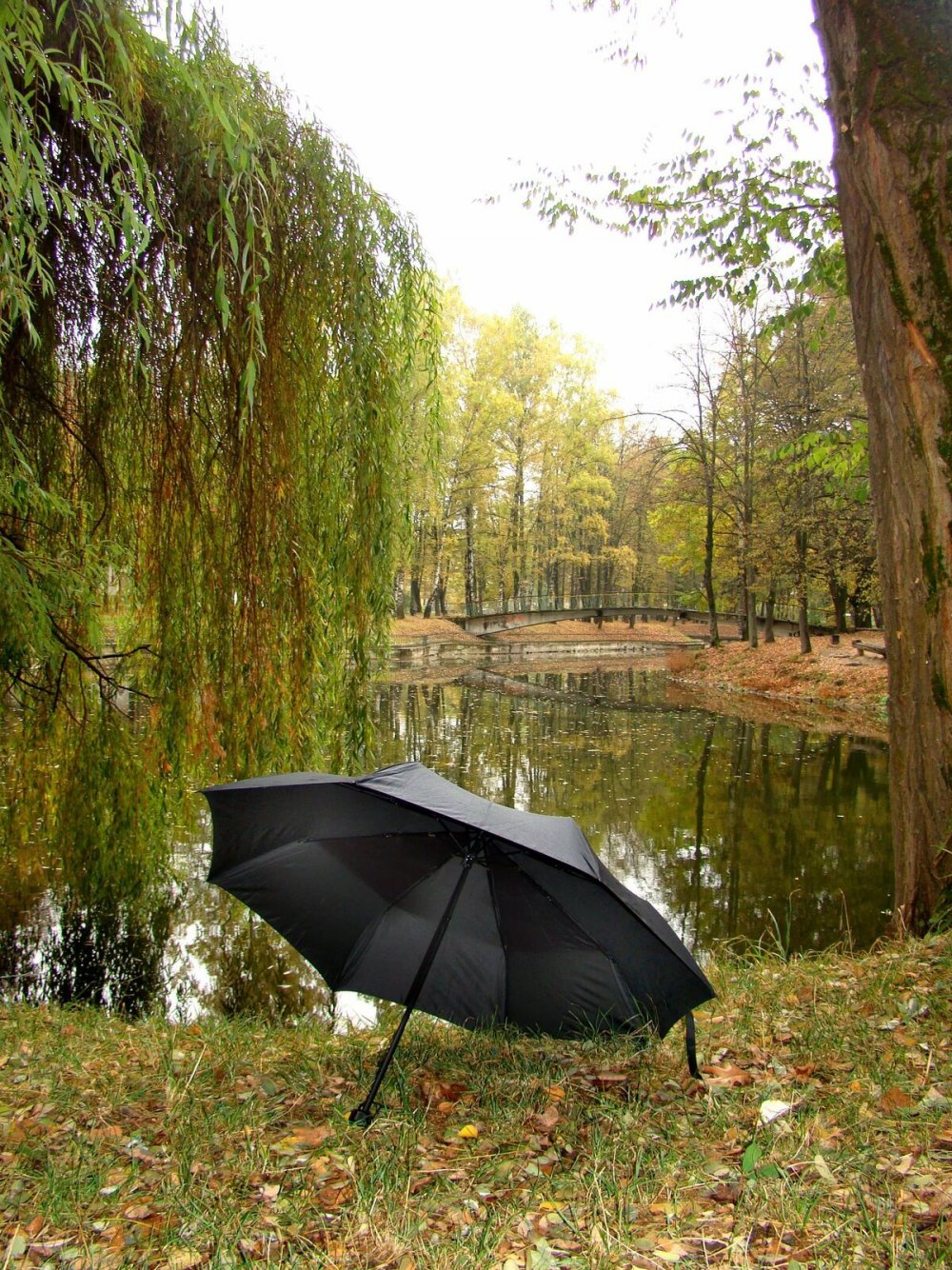 парк и дождь