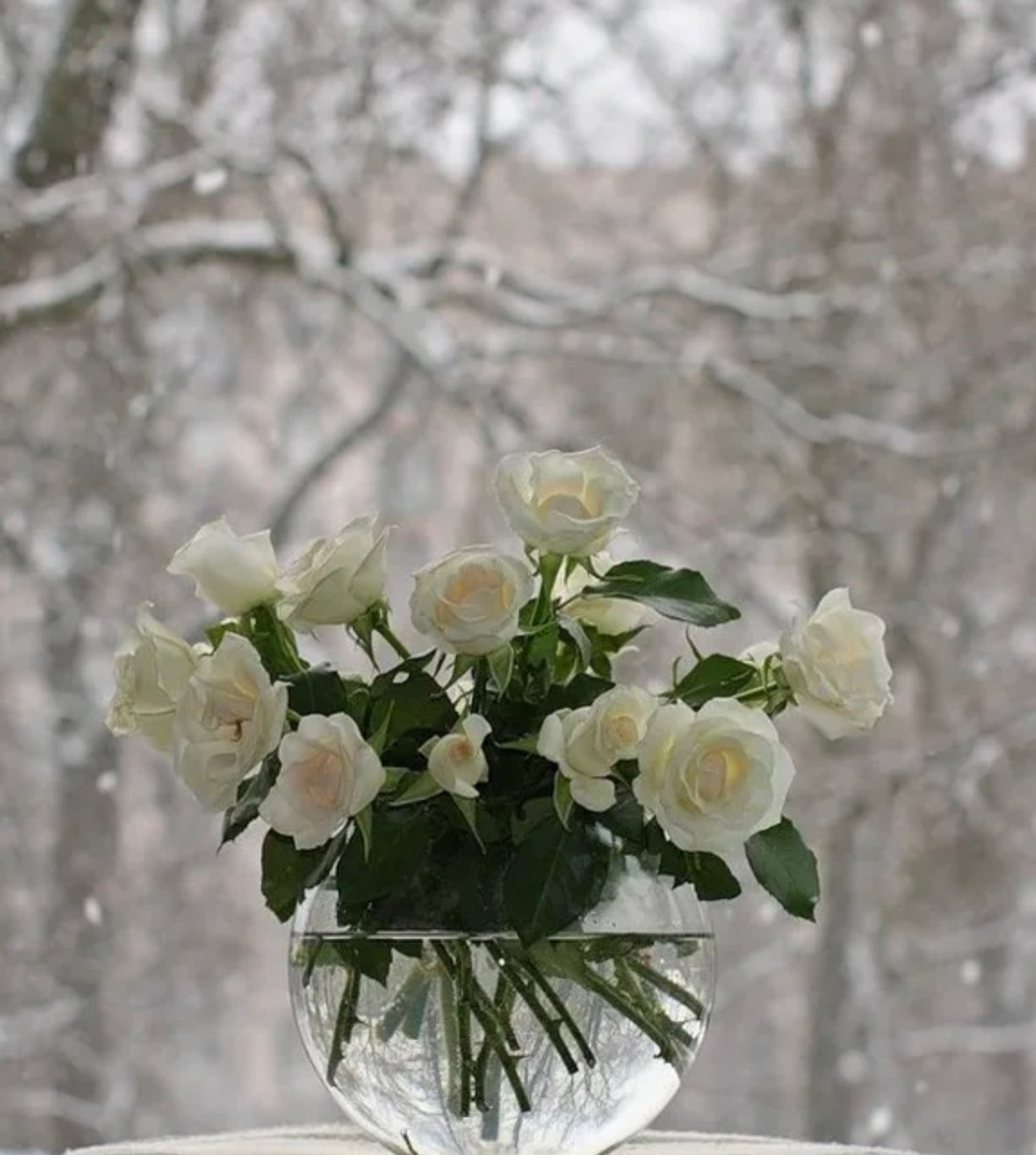 Самые Красивые Зимние Цветы