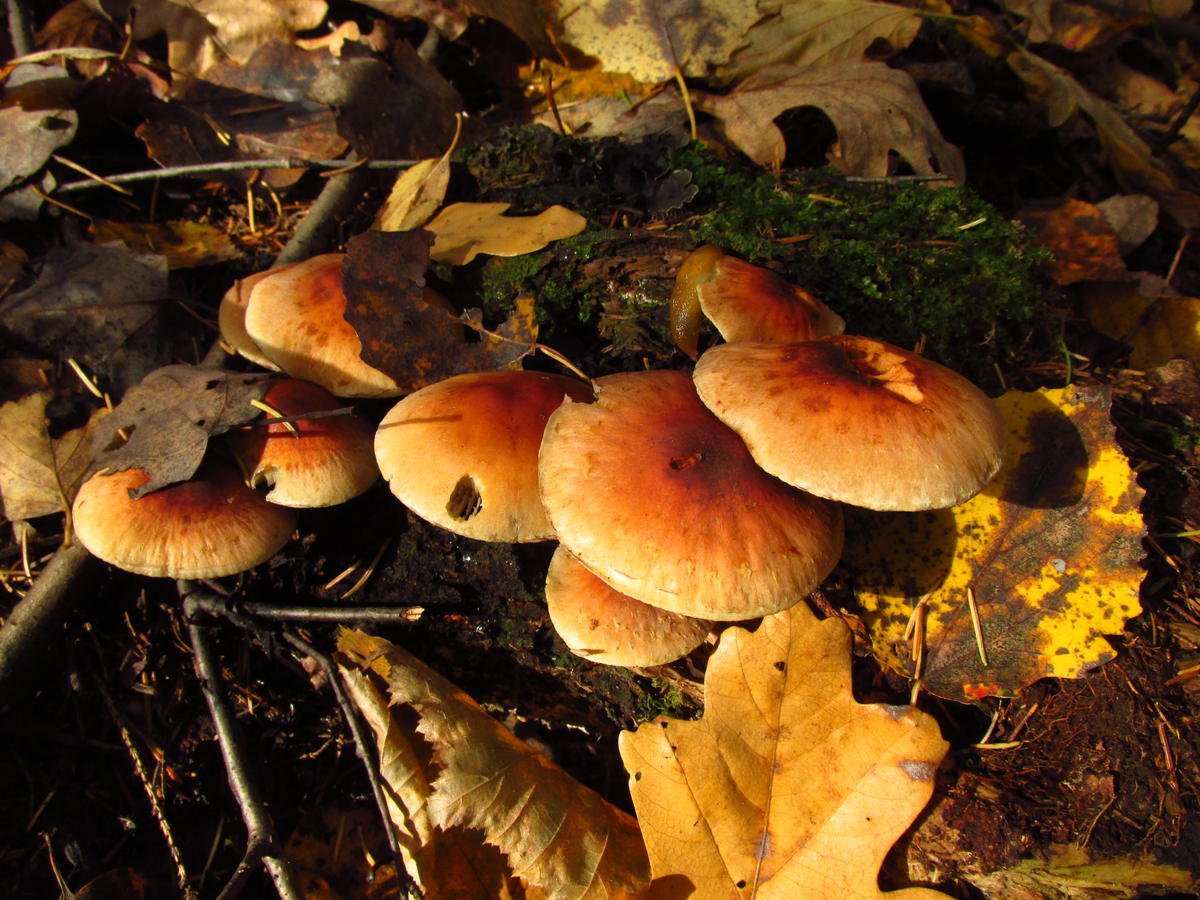 грибы поздней осени фото