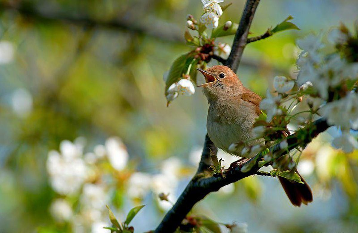 Давайте звуки природы. Певчие птицы Соловей. Птицы весной. Весенние птички.