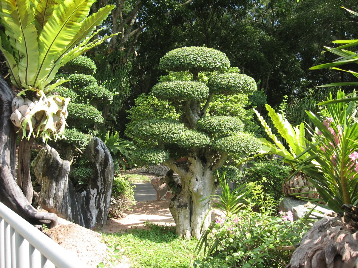 Сад джунгли. Ботанический сад Мадейры. Ботанический сад Нагуанагуа. Растения Ботанический сад джунгли. Сухумский Ботанический сад.