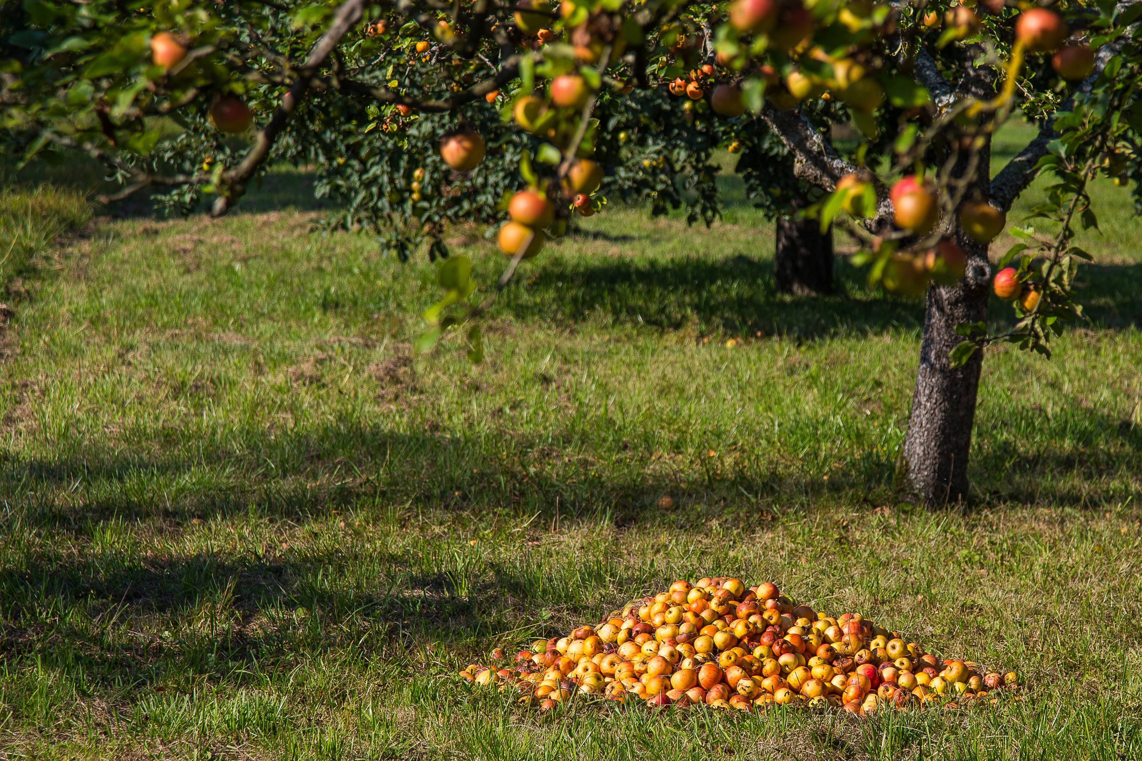 Осенью с яблони собрали яблоки желтые зеленые. Фруктовые деревья (яблоня, груша, абрикос, мандарин).. Фруктовый сад. Плодовые деревья для сада. Плодовый сад.