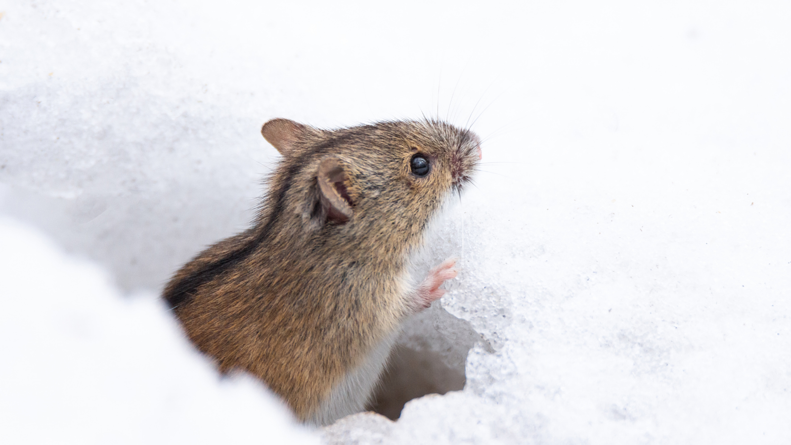 Тихо возится под снегом робкая мышь