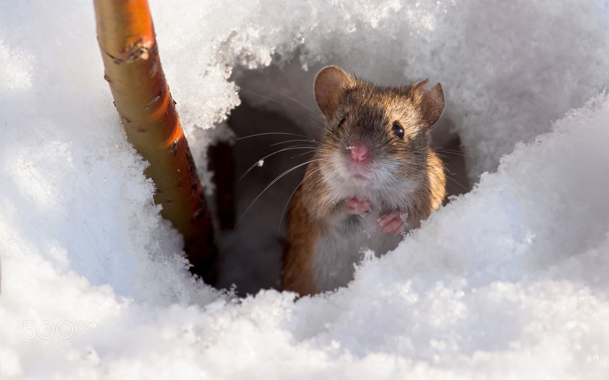 Тихо возится под снегом робкая мышь. Мышь полевка зимой. Мышь в снегу. Мыши под снегом. Мышь в сугробе.