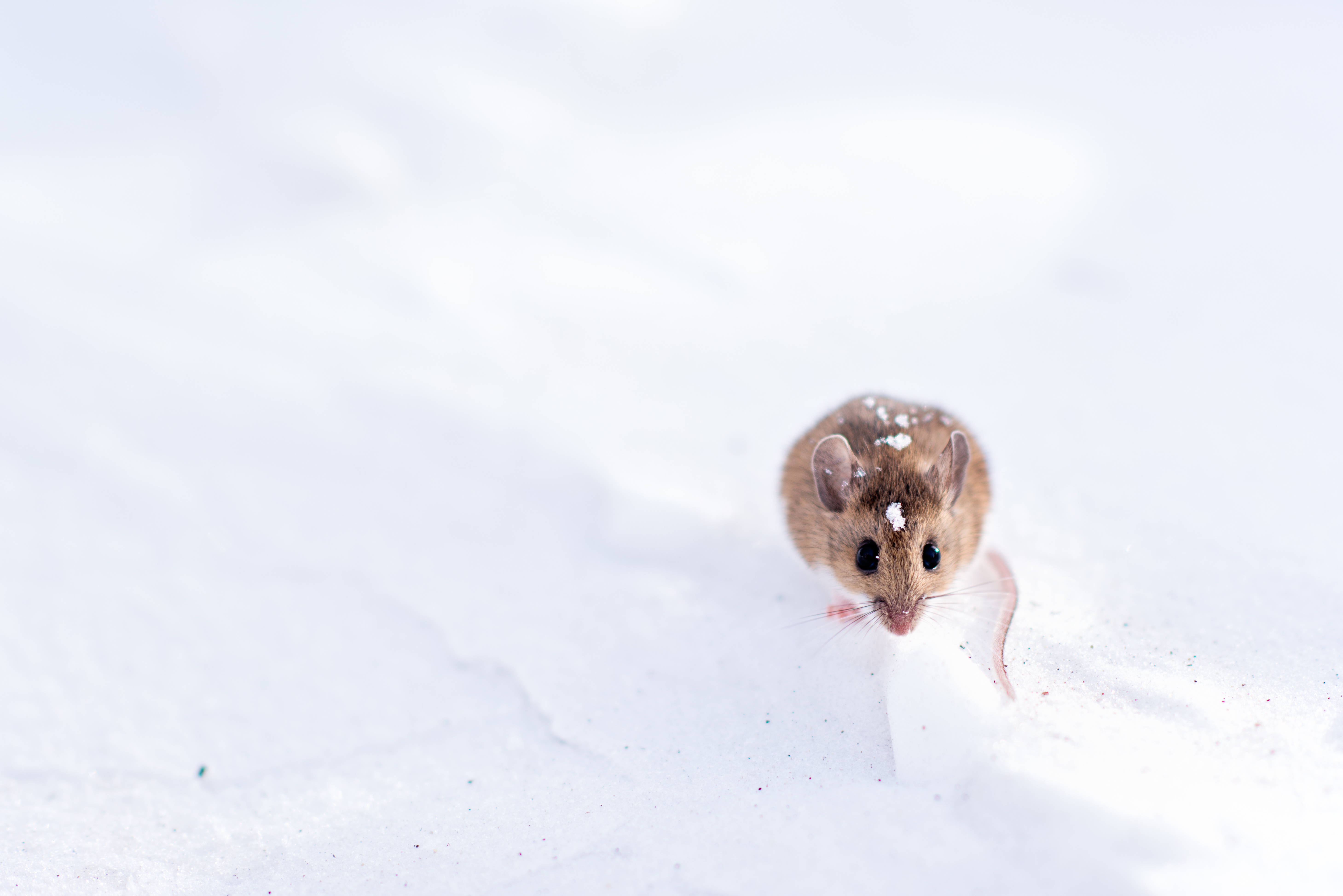 Сон мыши маленькие много бегали. Мышонок в снегу. Мышь в снегу. Мышь зимой. Серая мышь в снегу.