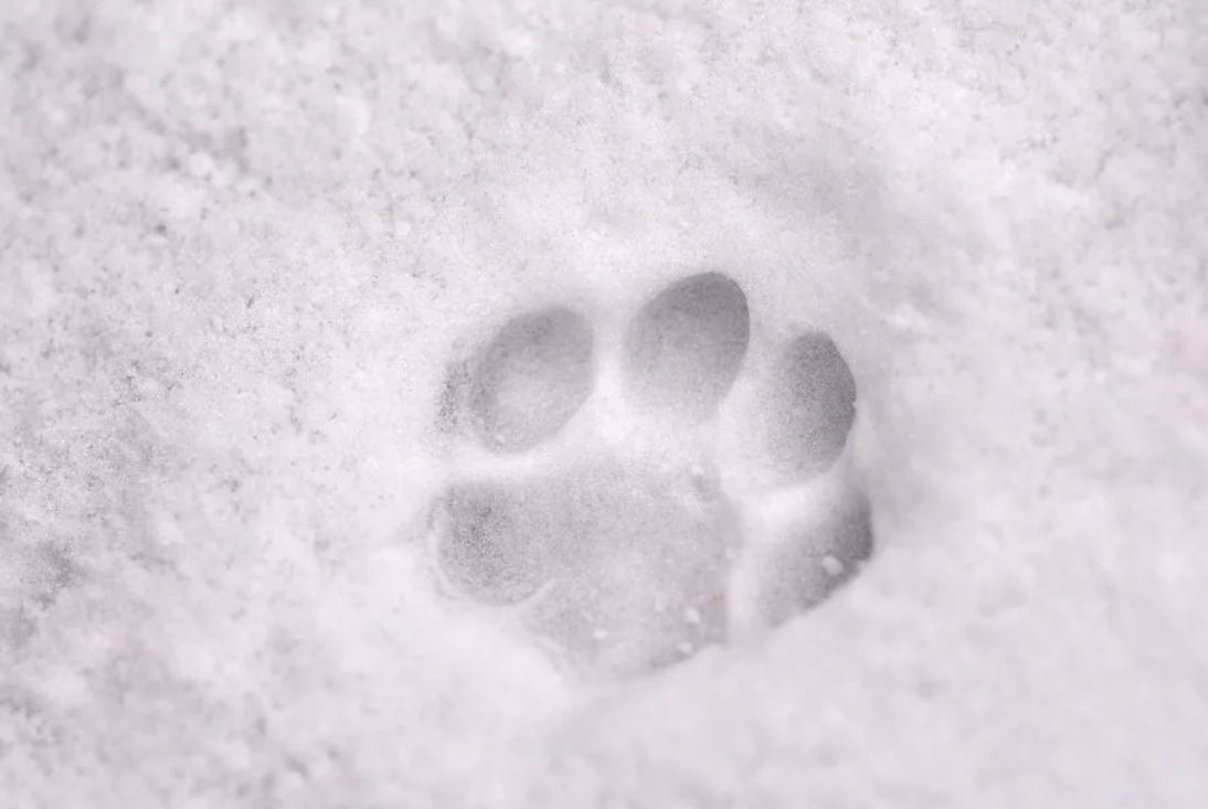 Кошачьи следы на снегу. Собачьи следы на снегу. Следы лап на снегу. Следы кошки на снегу. Лапка на снегу