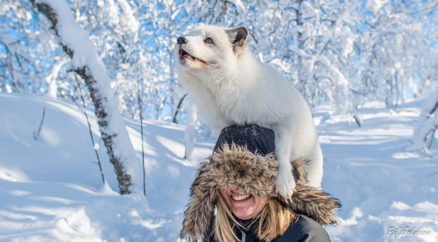 Зимние животные. Животные в снегу. Звери в зимнем лесу. Зимняя фотосессия с животными.
