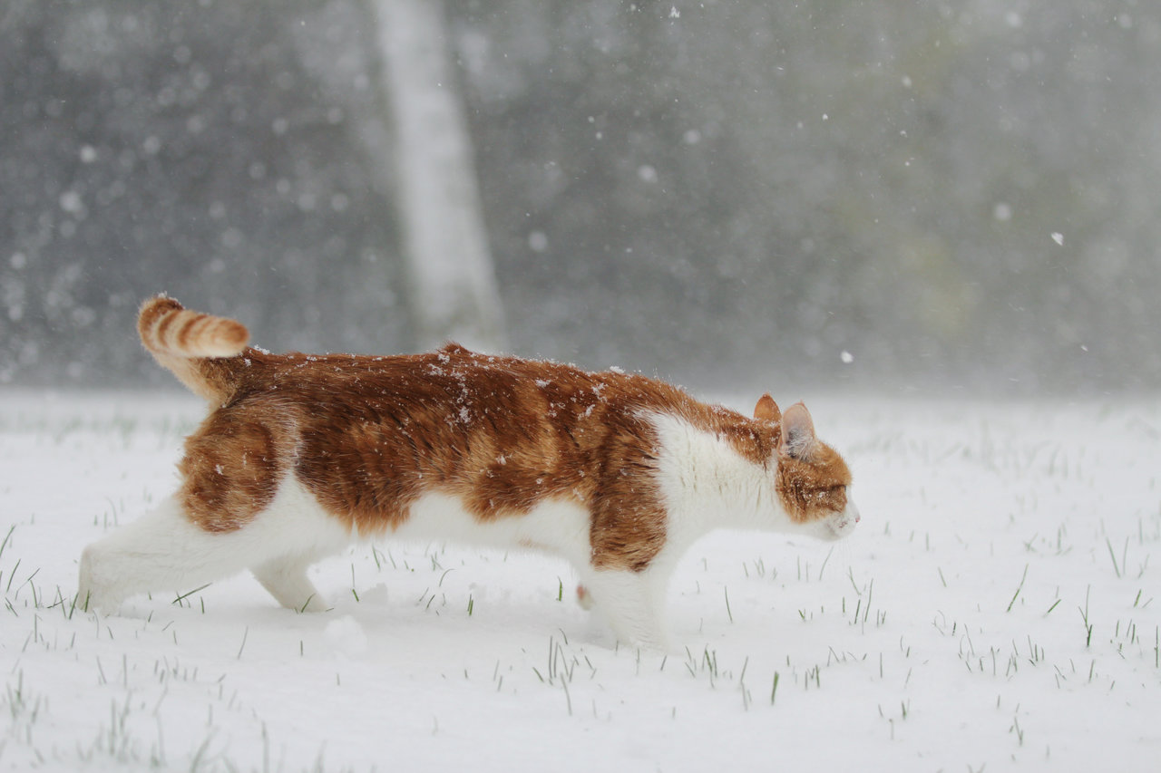 Зима шагает. Кот в снегу. Кошки зимой. Кот бежит. Рыжий кот в снегу.