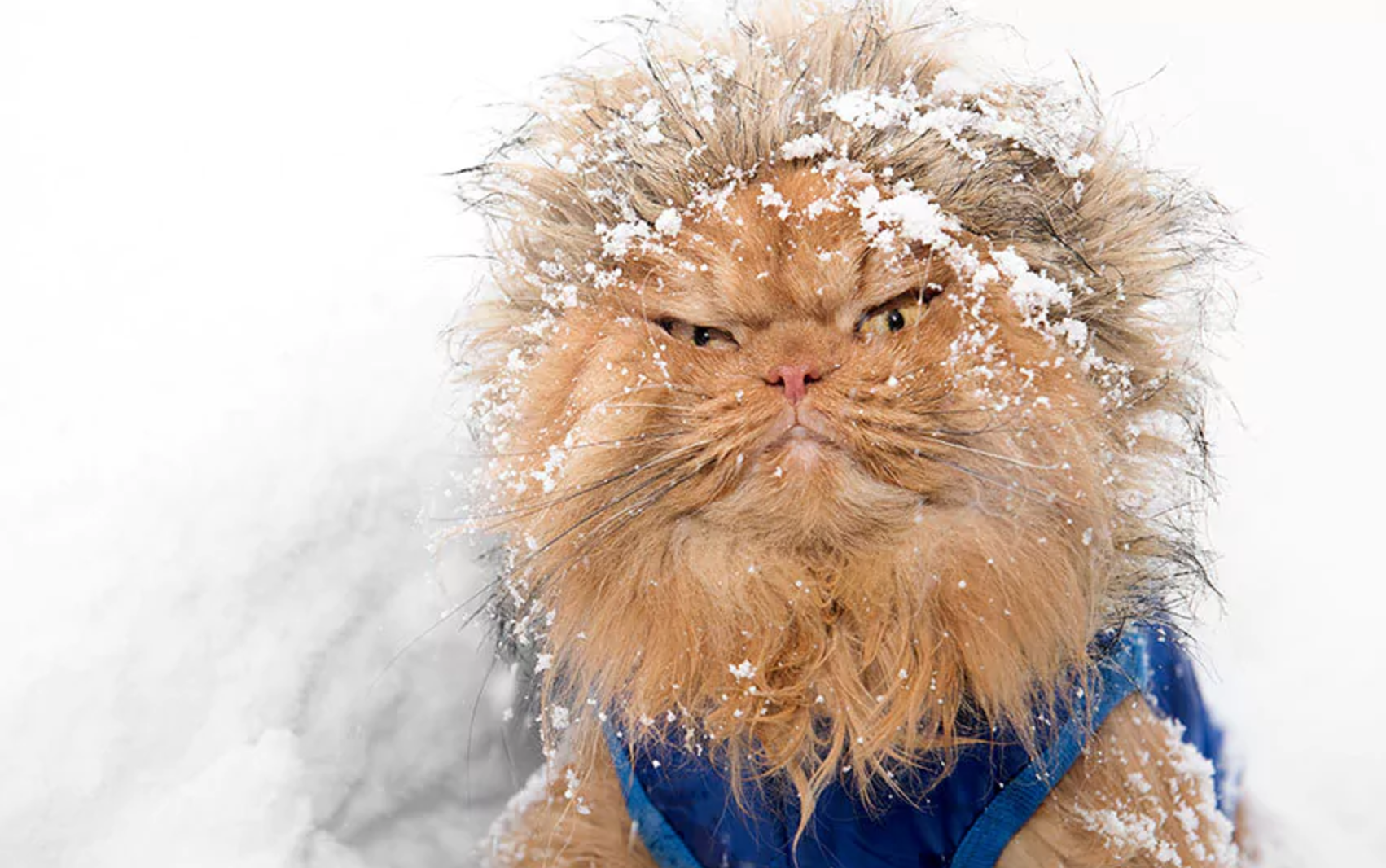 Кот замерз. Кот в снегу. Смешной кот в снегу. Замерзший рыжий кот. Весело со снегом