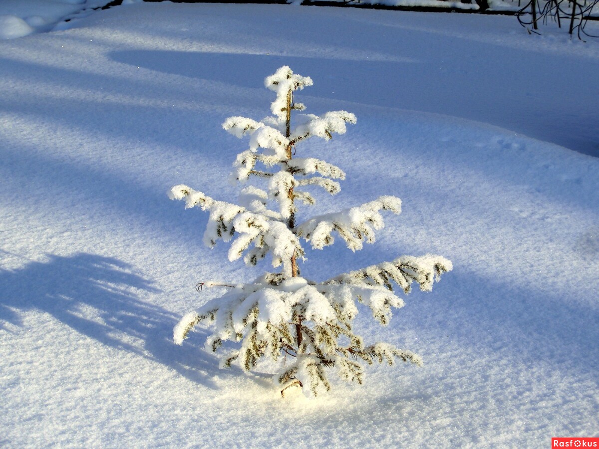 Елочки под снегом. Снежная елка. Елка в снегу. Елка зимой. Маленькая ель в снегу.