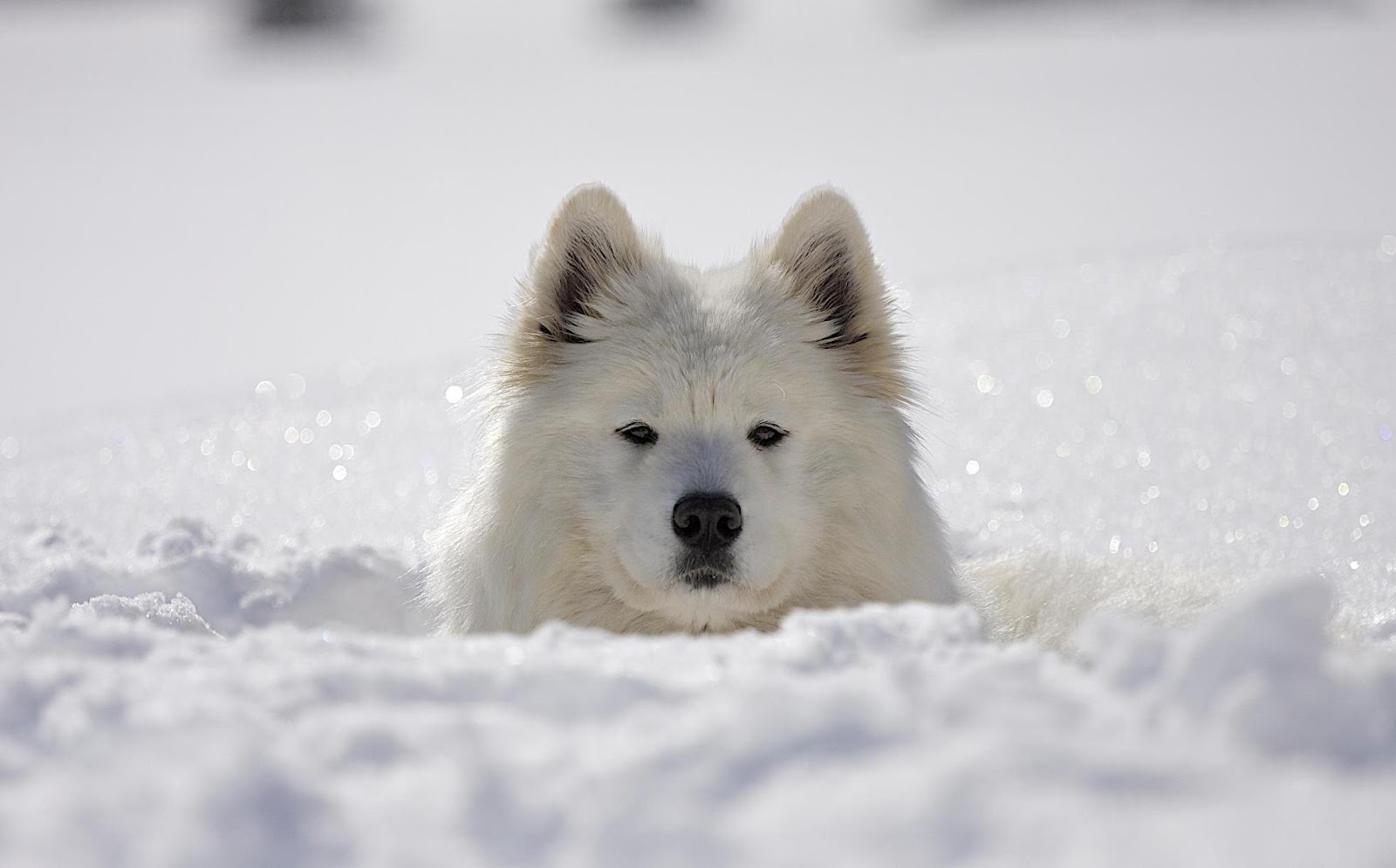 Собака снежок. Самоедская лайка. Лайка самоед. Лайка самоед зимой. Самоед снежок.