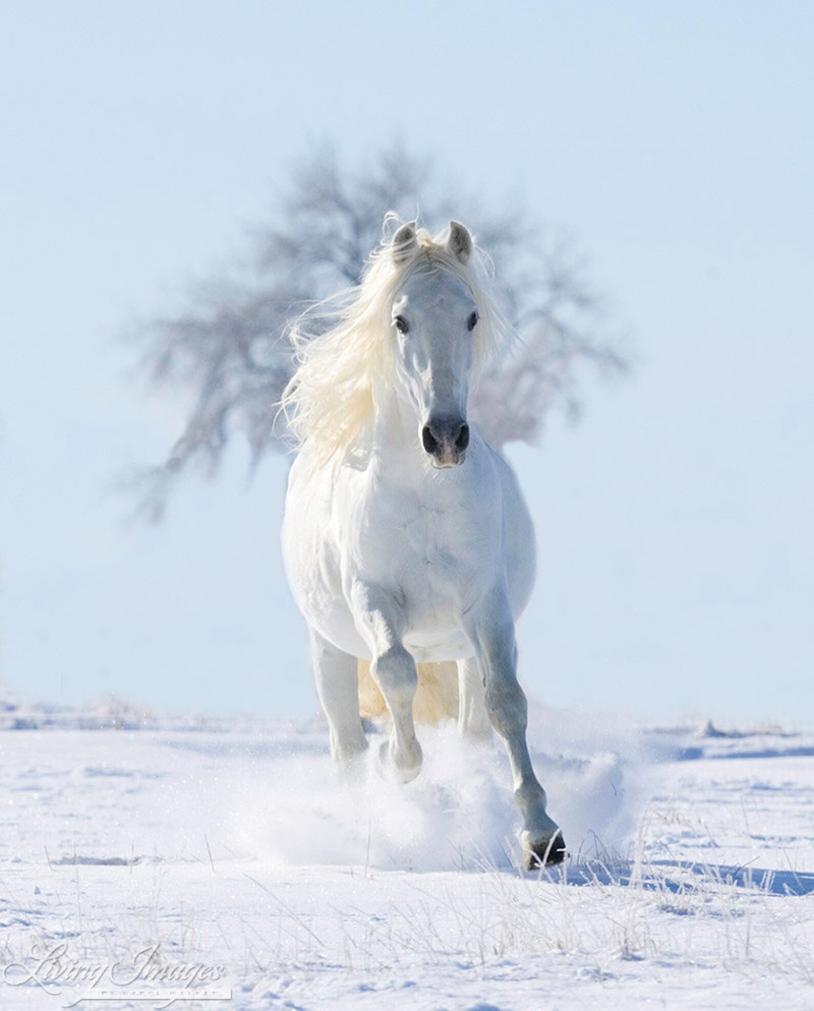 Белый конь. Красивые лошади. Красивый белый конь. Лошадь зима.