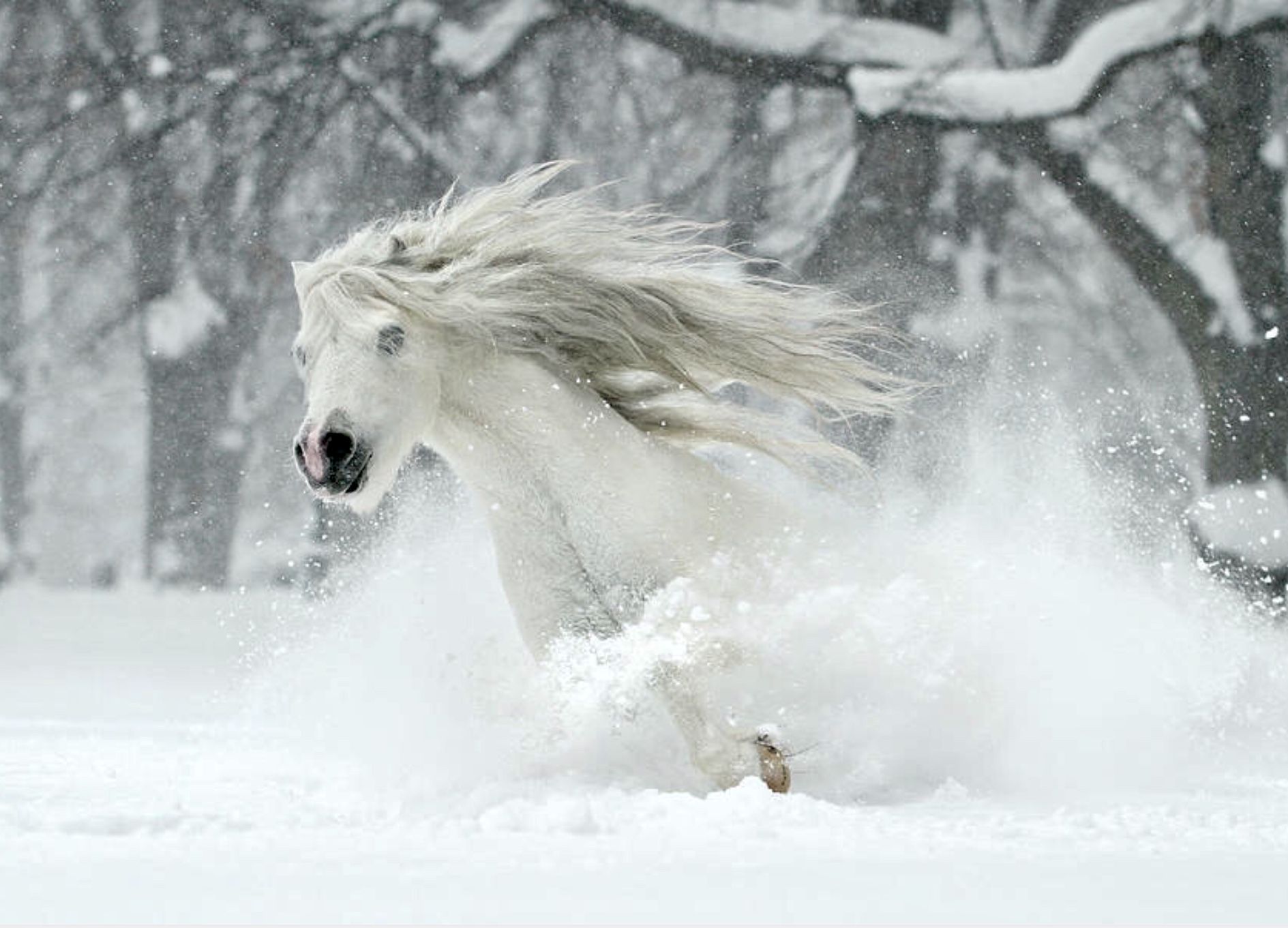 На коне в снегу. Снежный конь. Лошадь зима. Лошади зимой. Белый конь.