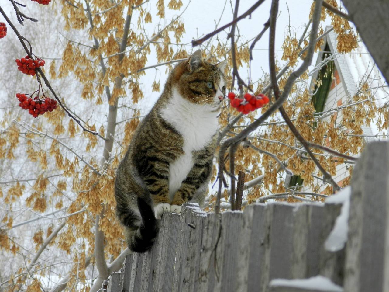 Толстого 1 снег. Кошки зимой. Кот и первый снег. Коты в ноябре.