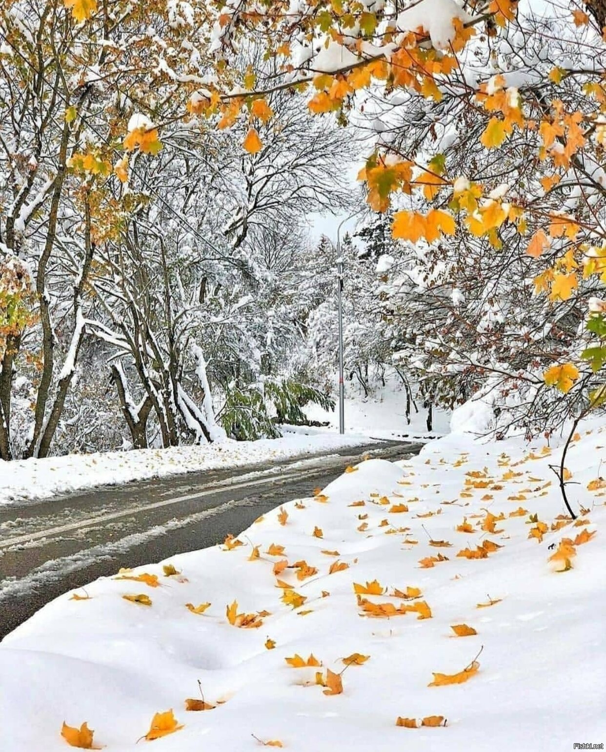 фото осени со снегом красивые картинки