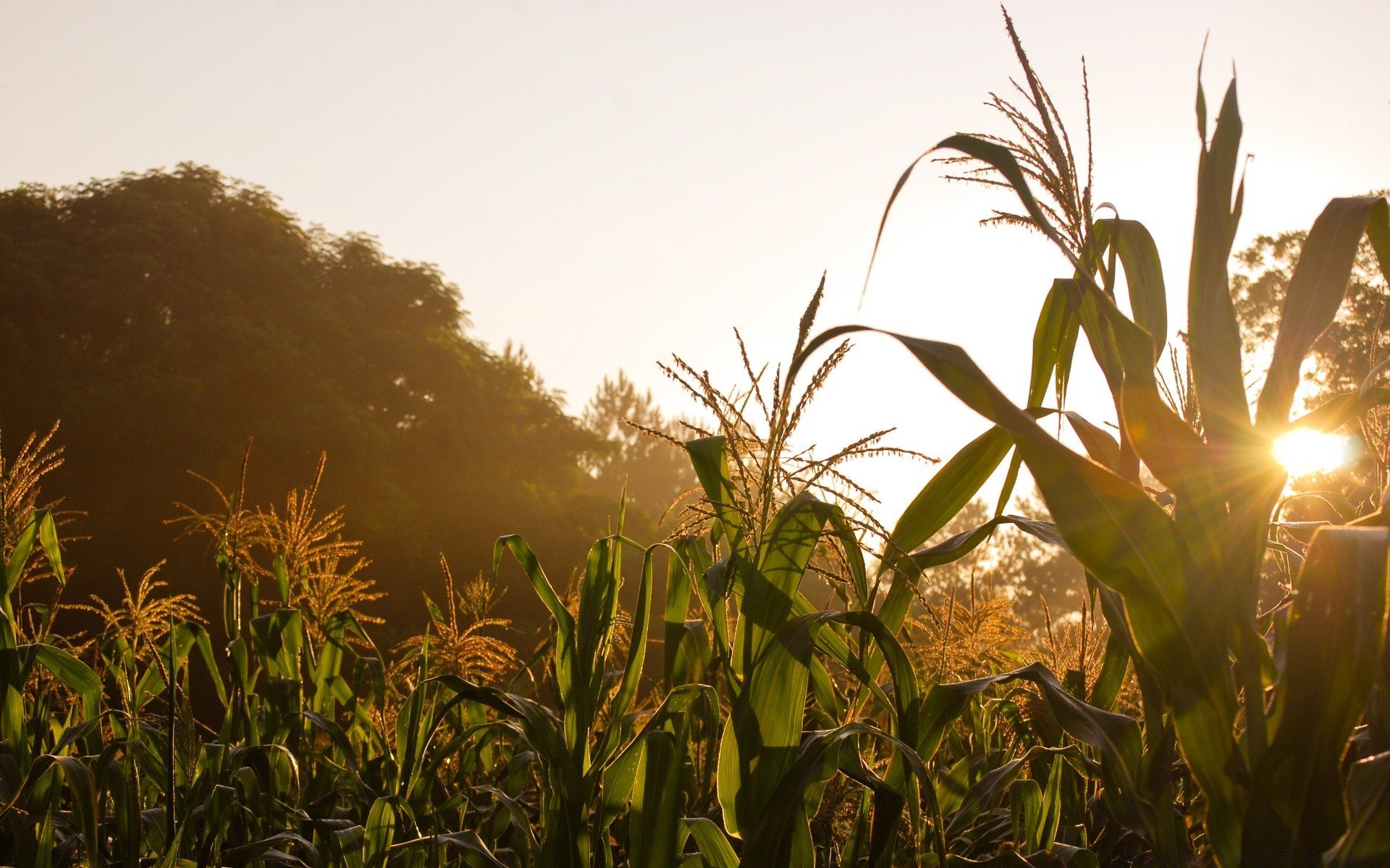 кукурузное поле фото