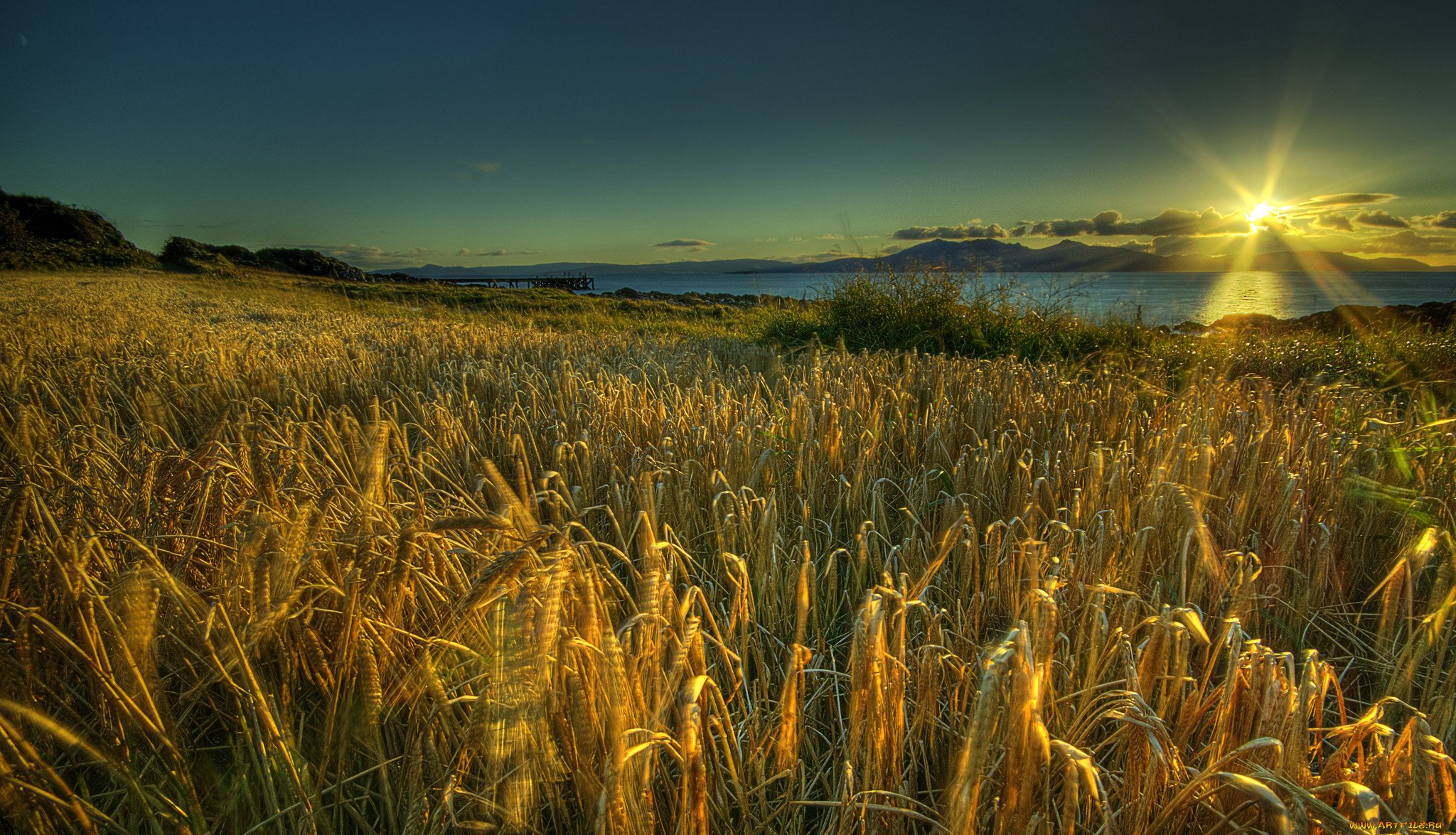 Пшеничное солнце. Переславль Залесский поле пшеницы. Поле рожь. Красивое поле. В поле.