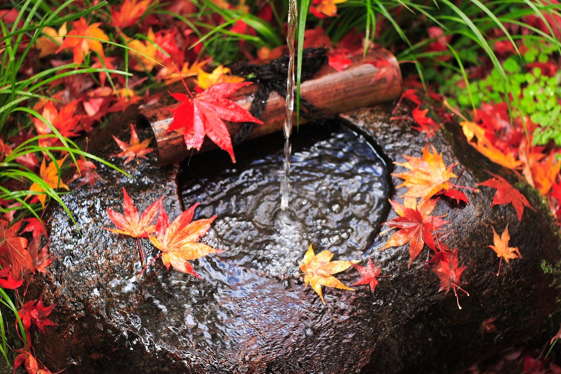 Листья в горячей воде. Осень вода. Листья в пруду. Осень дождь. Листья в луже.