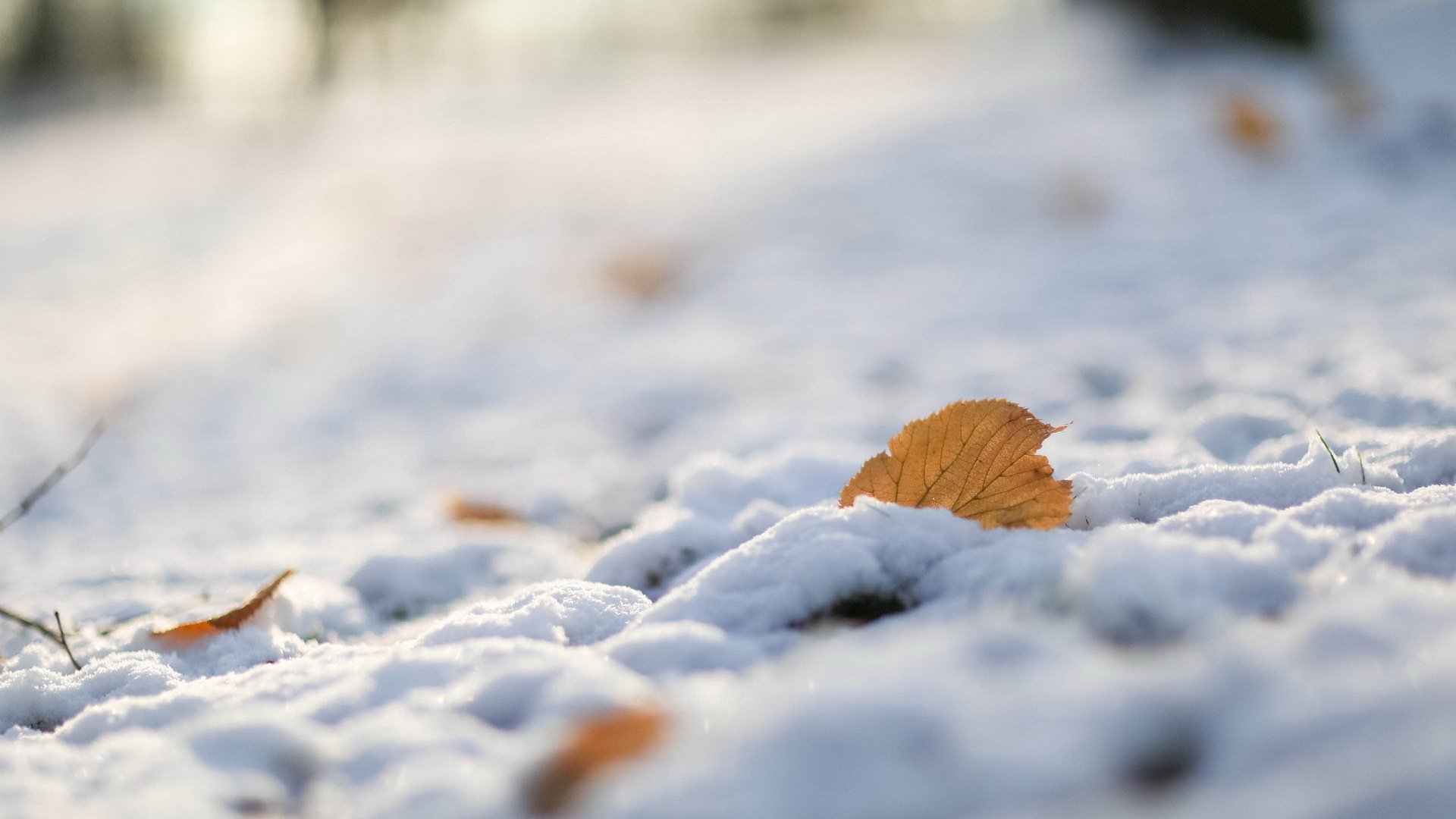 Сугробы листьев. Ноябрь снег. Листья в снегу. Первый снег. Поздняя осень солнце снег.