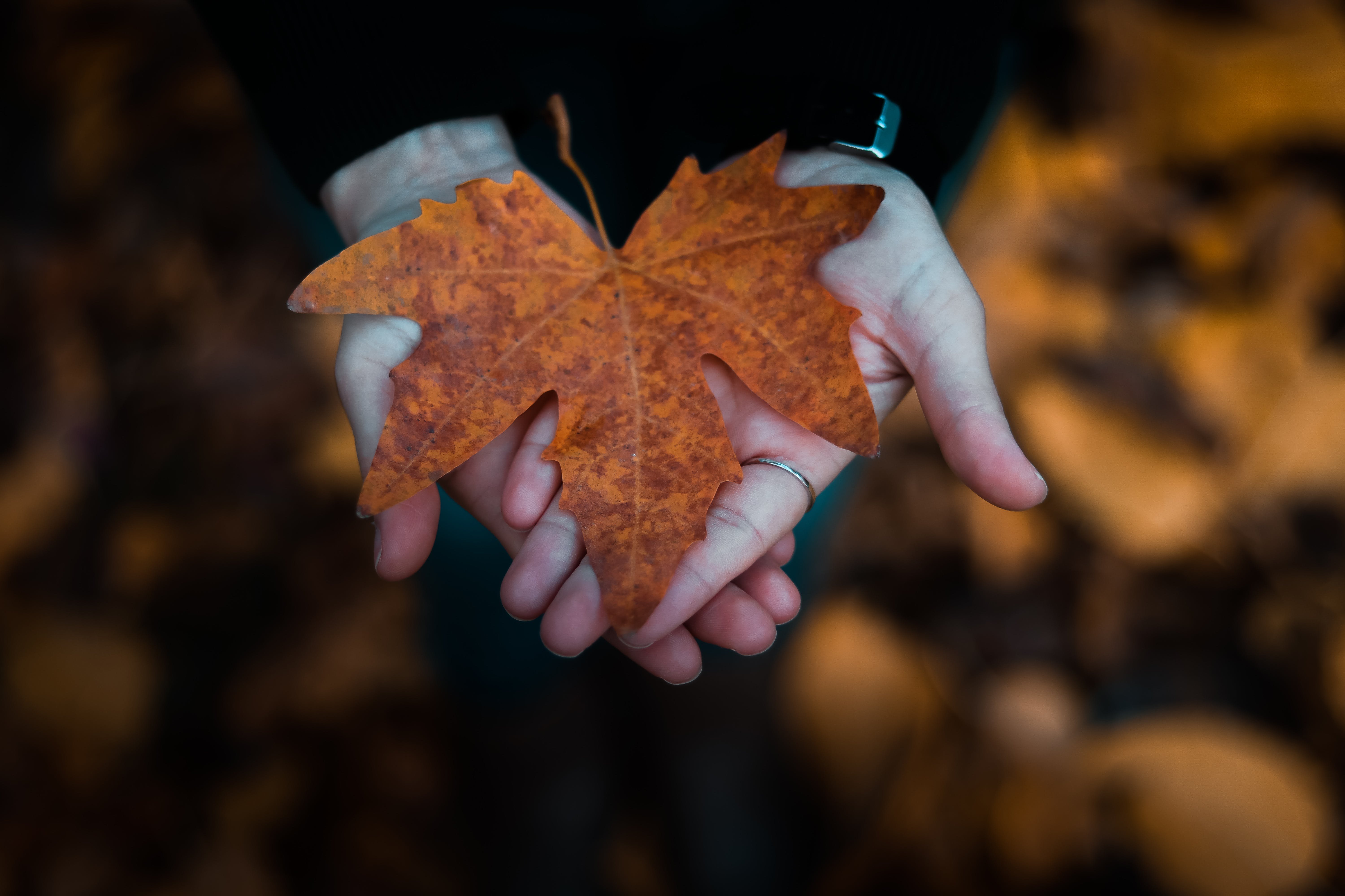 Да что говорить каждый осенний лист. Осенние листья. Осенние листья в руках. Осенний лист на ладони. Лист в руке.